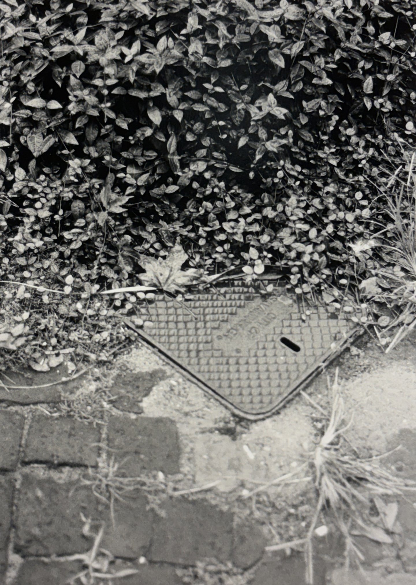 A manhole cover surrounded by plants and grass on a brick pathway, with part of a person's shadow visible in the lower left corner.