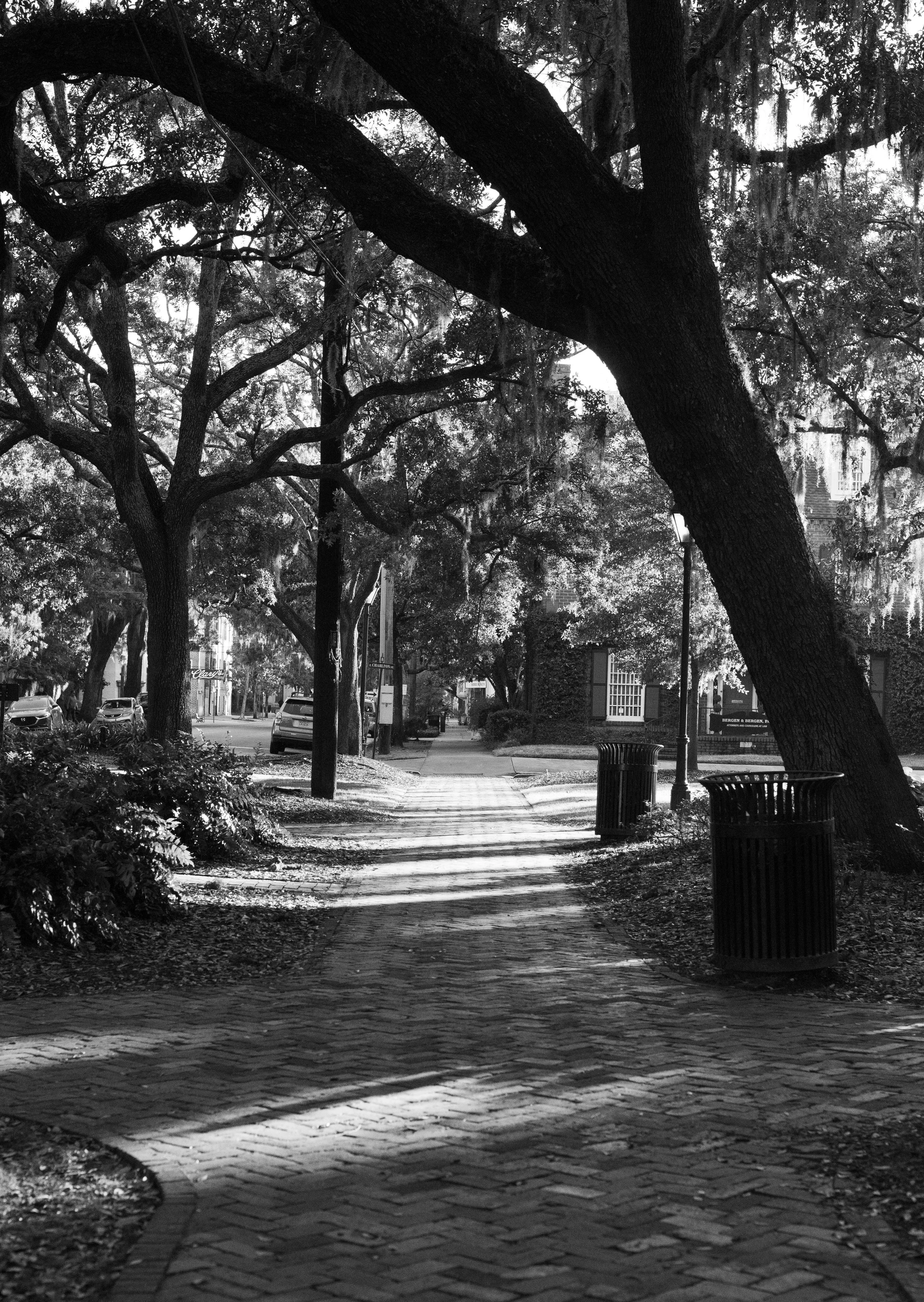 Black and white photo of a sidewalk shaded by large trees with hanging moss, with parked cars and buildings in the background, and trash cans along the sidewalk.
