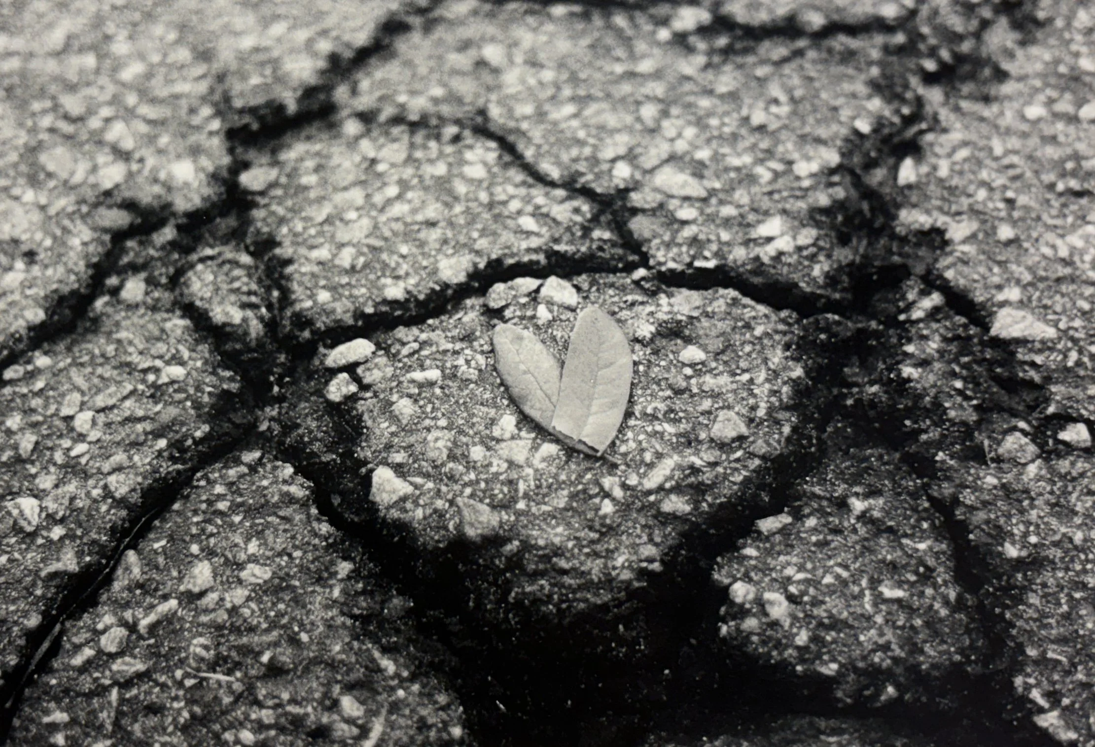 A small leaf on a cracked, textured asphalt surface.