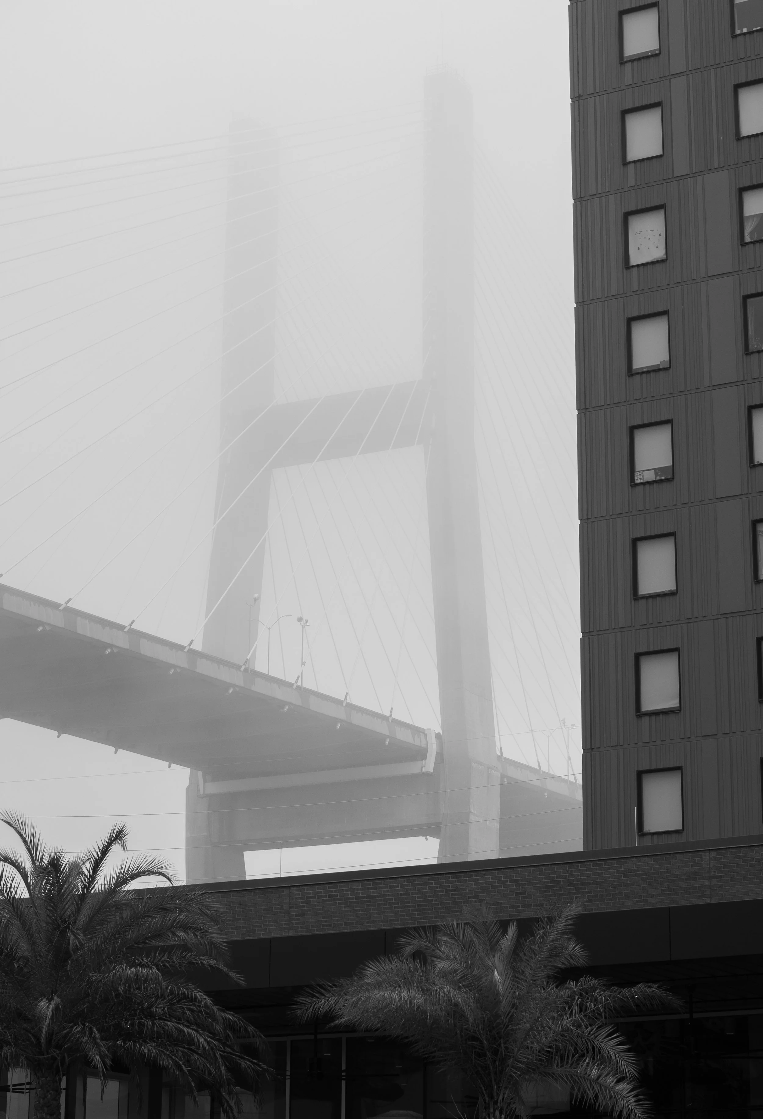 A black and white photo of a foggy cityscape featuring a suspension bridge and tall buildings, with palm trees in the foreground.