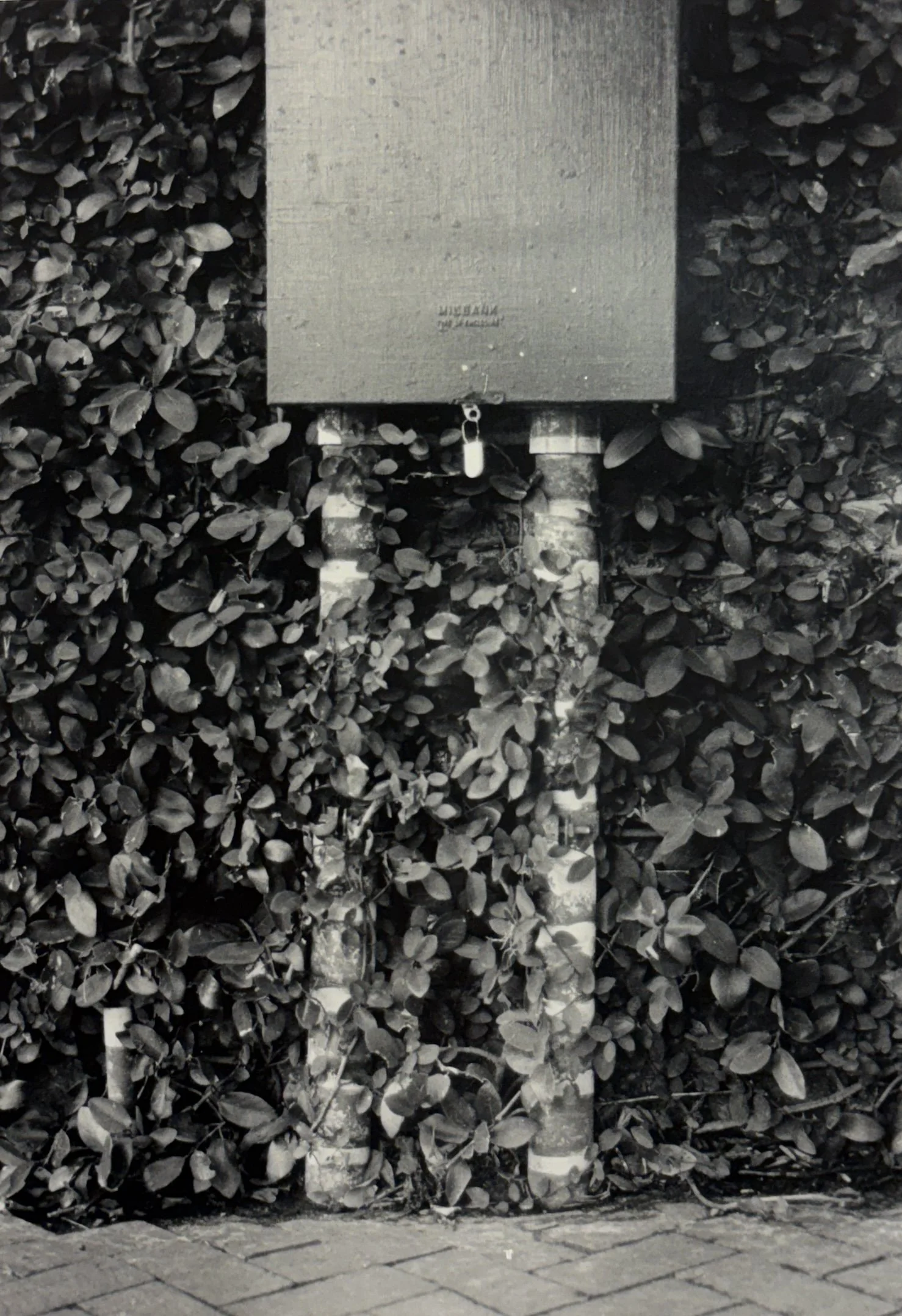 Two birch trees grow in front of a surrounding bush, with a metal utility box mounted on the wall behind them.