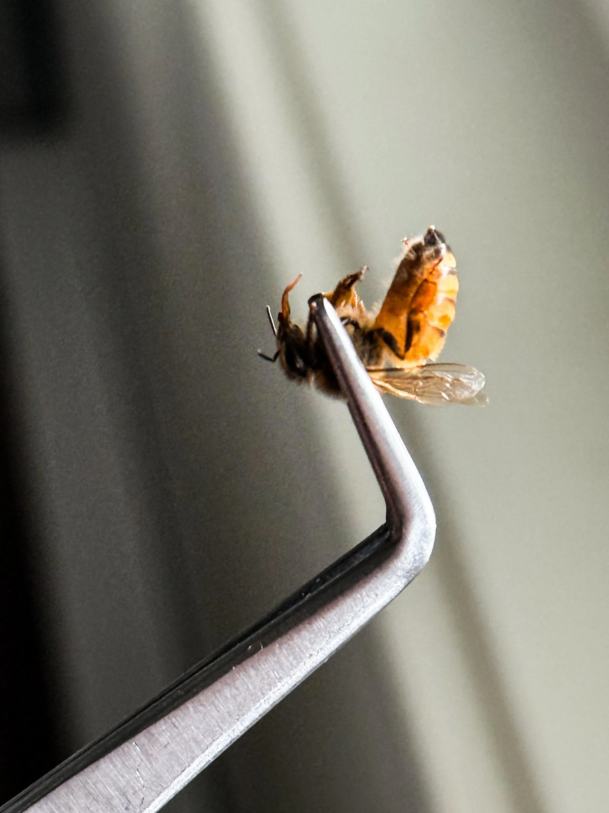 A Guide to Beginning Bee Venom Therapy