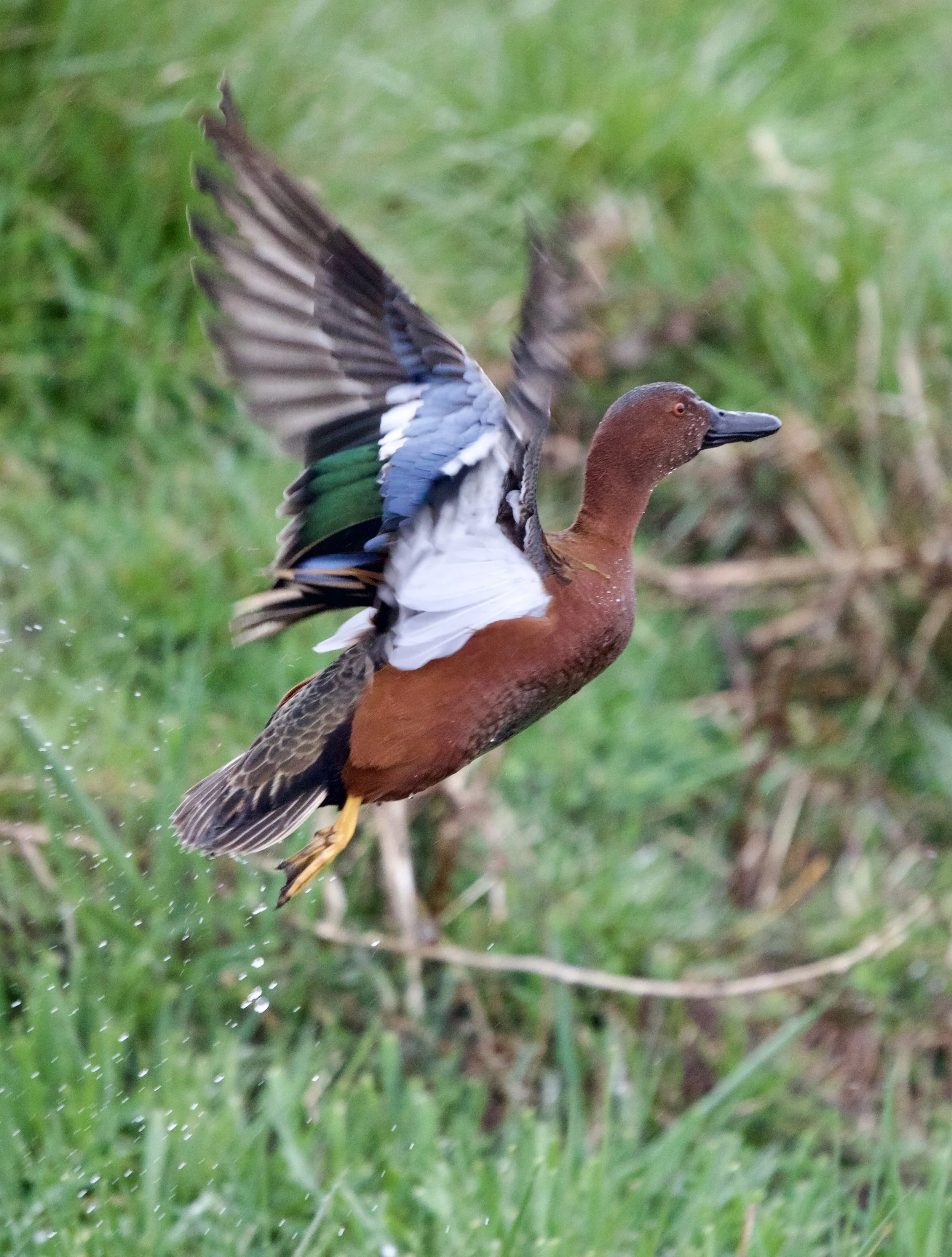 A male duck, likely a teal, flying low over a grassy area with green vegetation, with wings spread and water droplets falling below.
