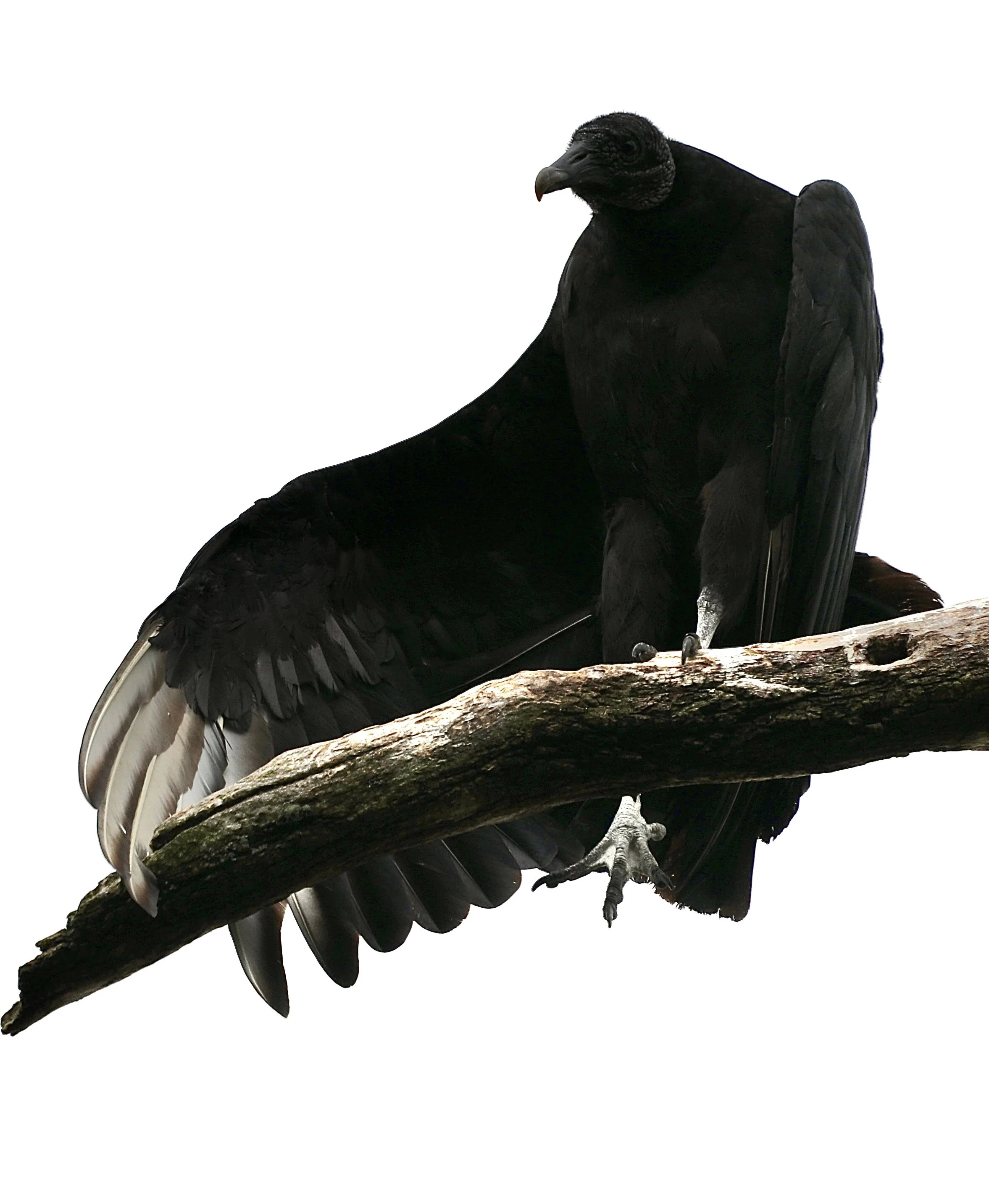 A large black turkey vulture perched on a thick tree branch with a white background.