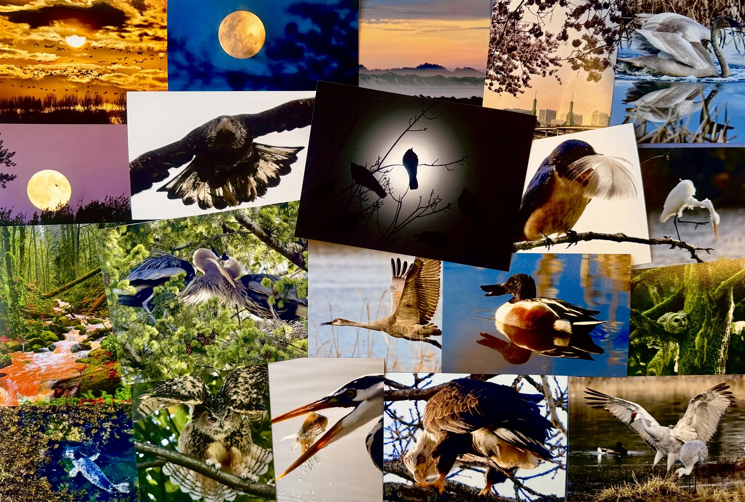Collage of various outdoor scenes including birds, animals, and nature landscapes with sunrise, sunset, moon, and water.