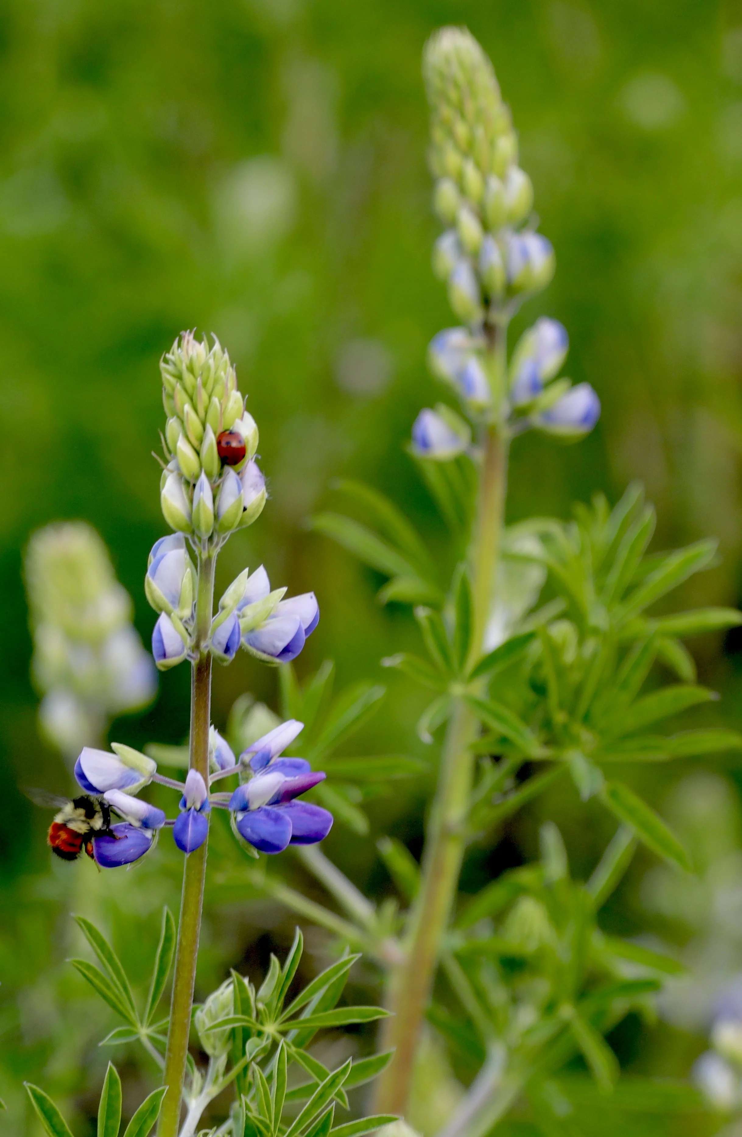 Close-up of a green plant with purple and white flowers, a ladybug on a flower, and a bumblebee at the bottom left.