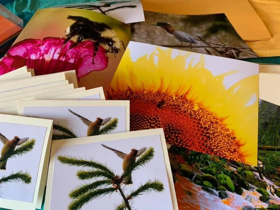 A collection of printed photographs of hummingbirds, flowers, and nature scenes scattered on a surface.