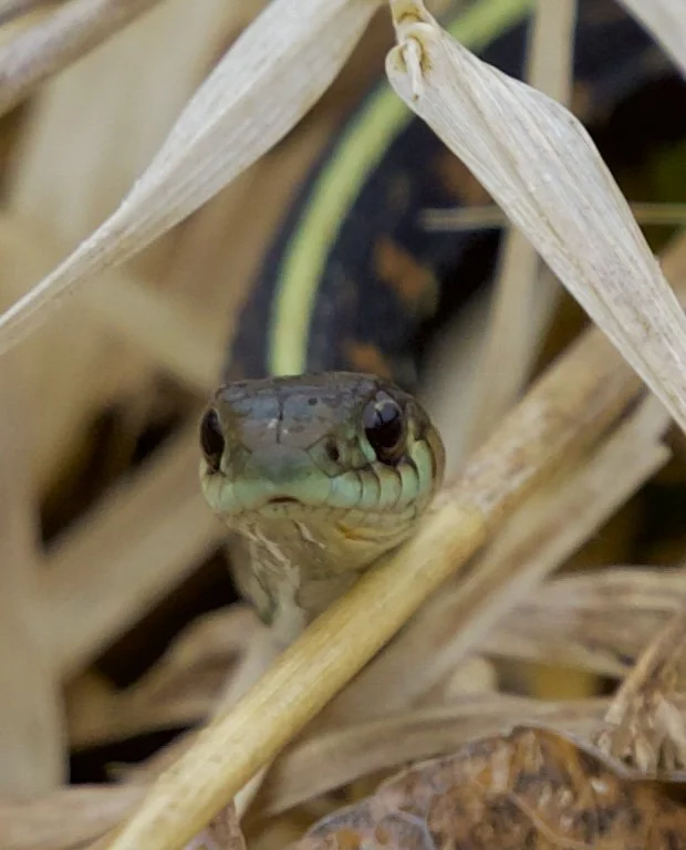 Close-up of a small snake peeking through dried grass and plants.
