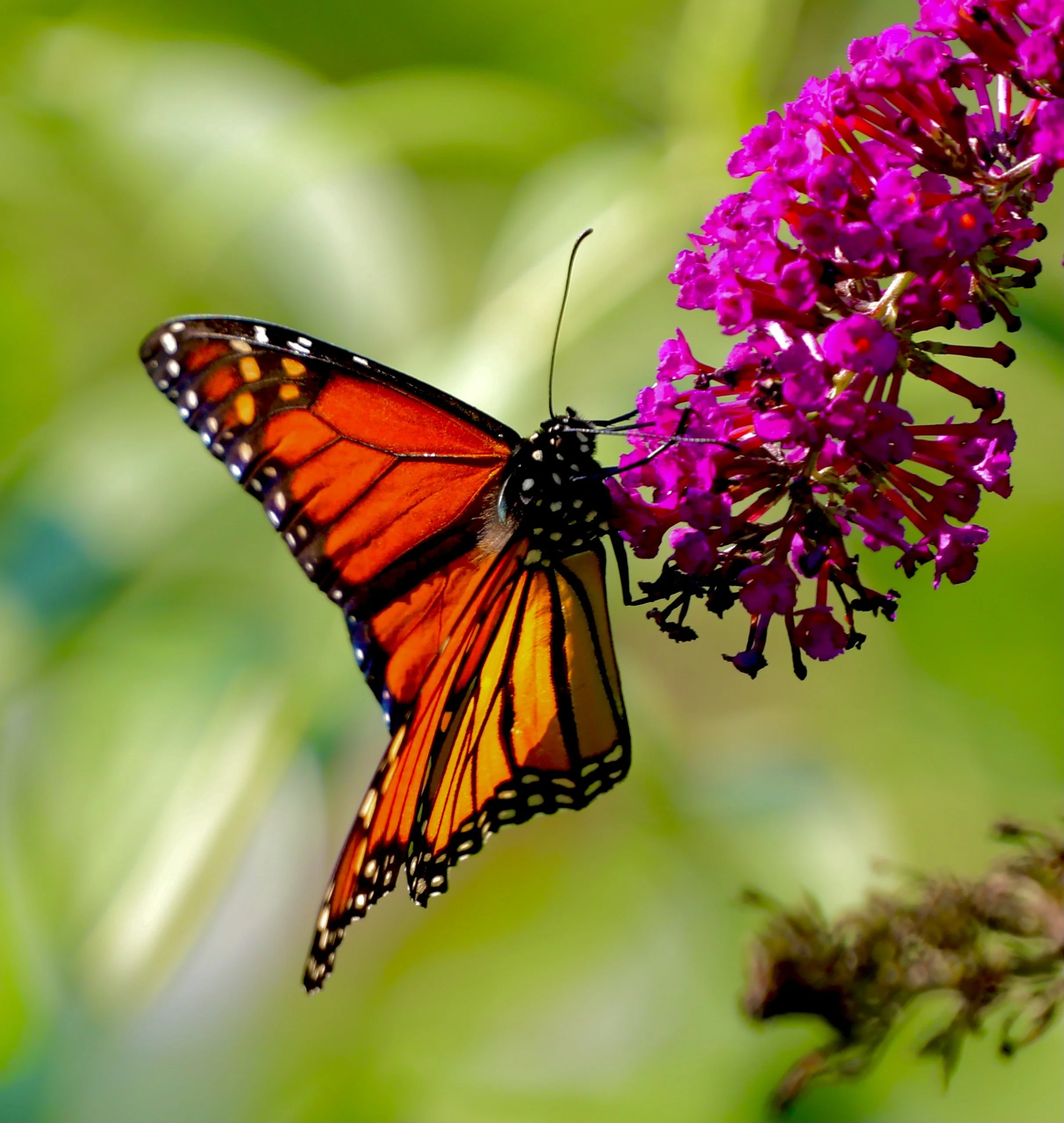 A monarch butterfly with orange and black patterned wings, with white spots along the edges, perched on a cluster of vibrant pink flowers with a green blurred background.