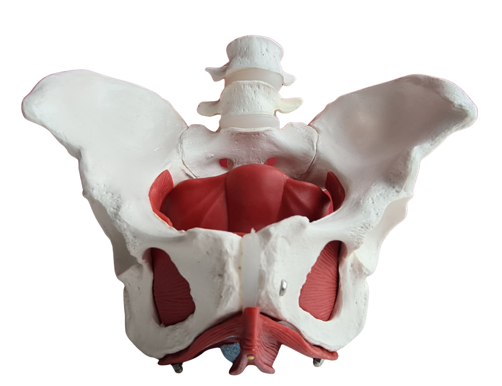 pelvic floor therapy muscle and skeleton