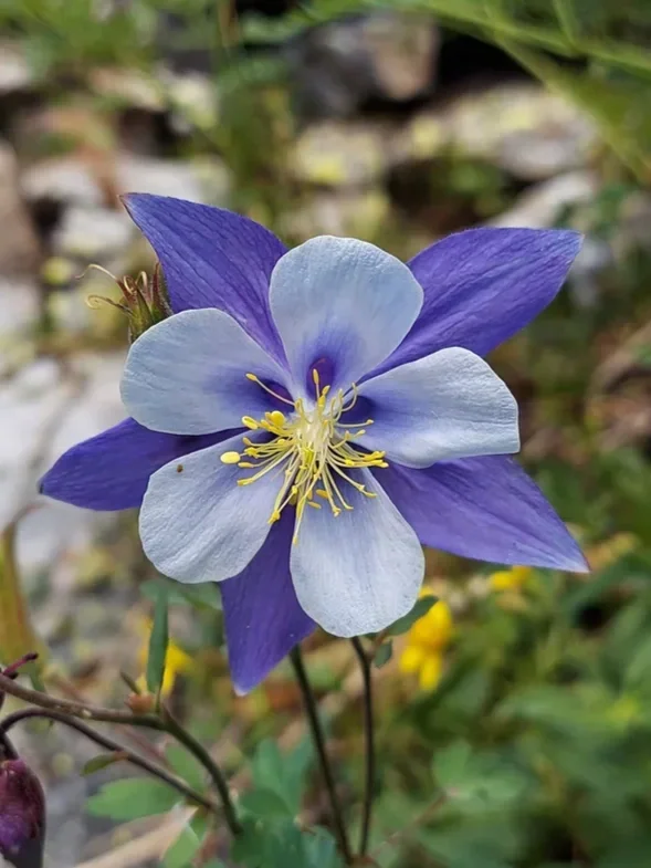Close-up of a bicolor flower with purple and white petals, yellow stamens, and a green leafy background.