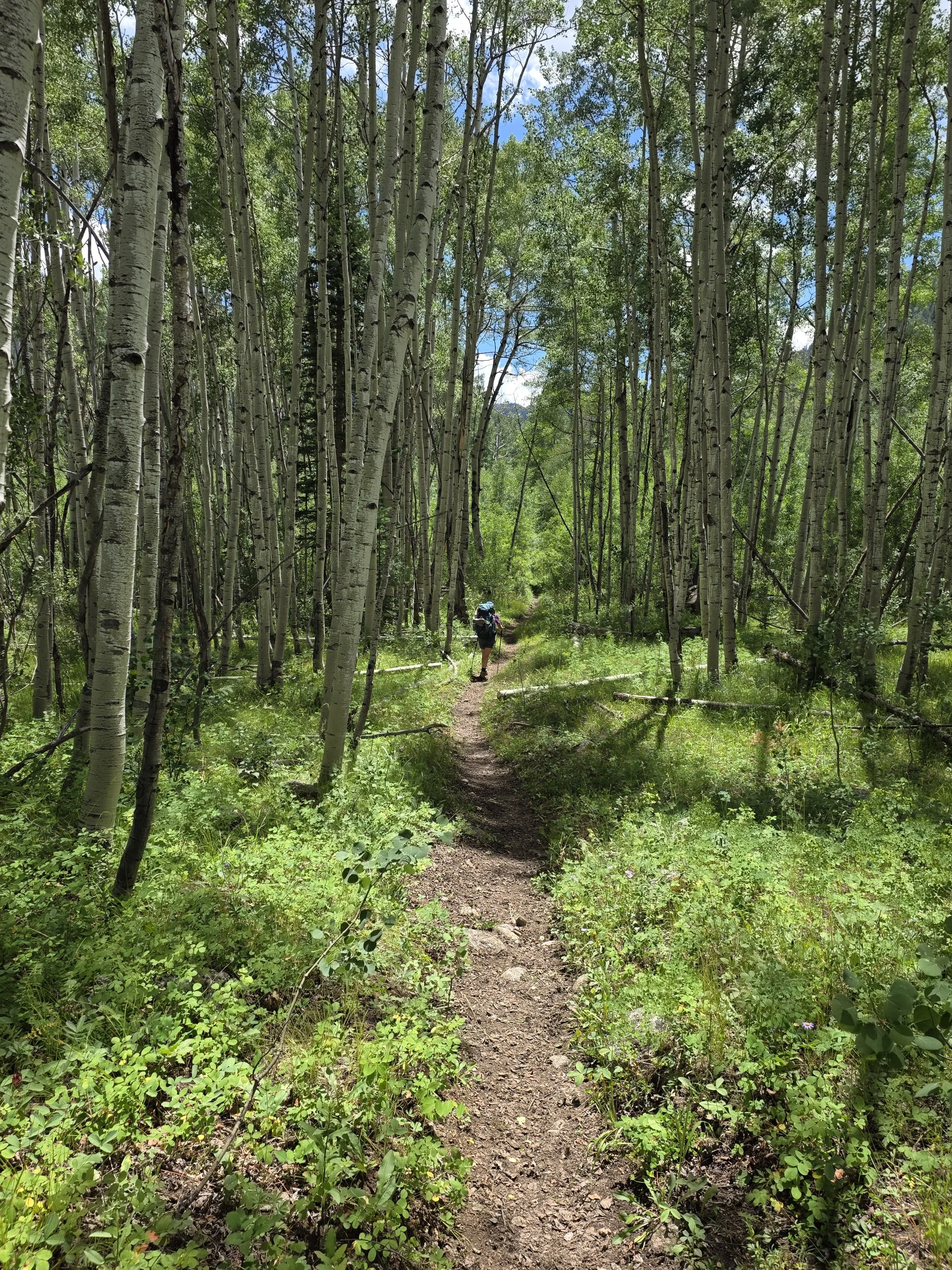 A person hiking along a dirt trail through a dense forest of tall aspen trees with green foliage on a sunny day.