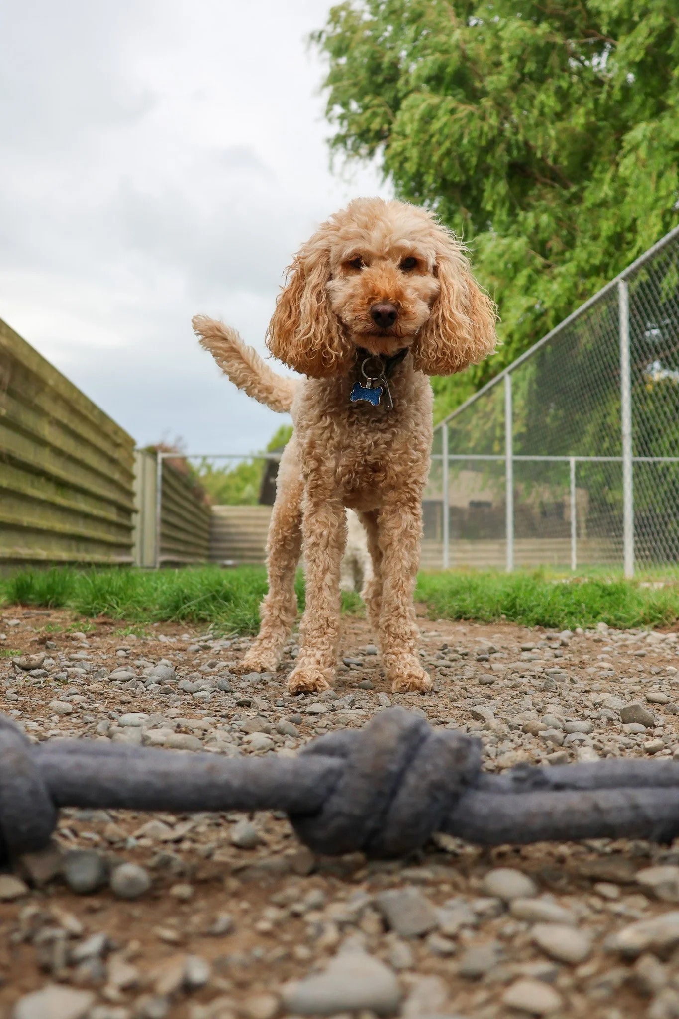 A tan curly-haired dog standing on a gravel path next to a wood and chain-link fence with trees in the background.