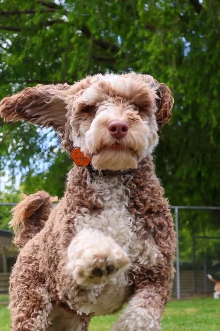 A playful brown and white curly-haired dog jumping outdoors in a grassy area with green trees in the background.