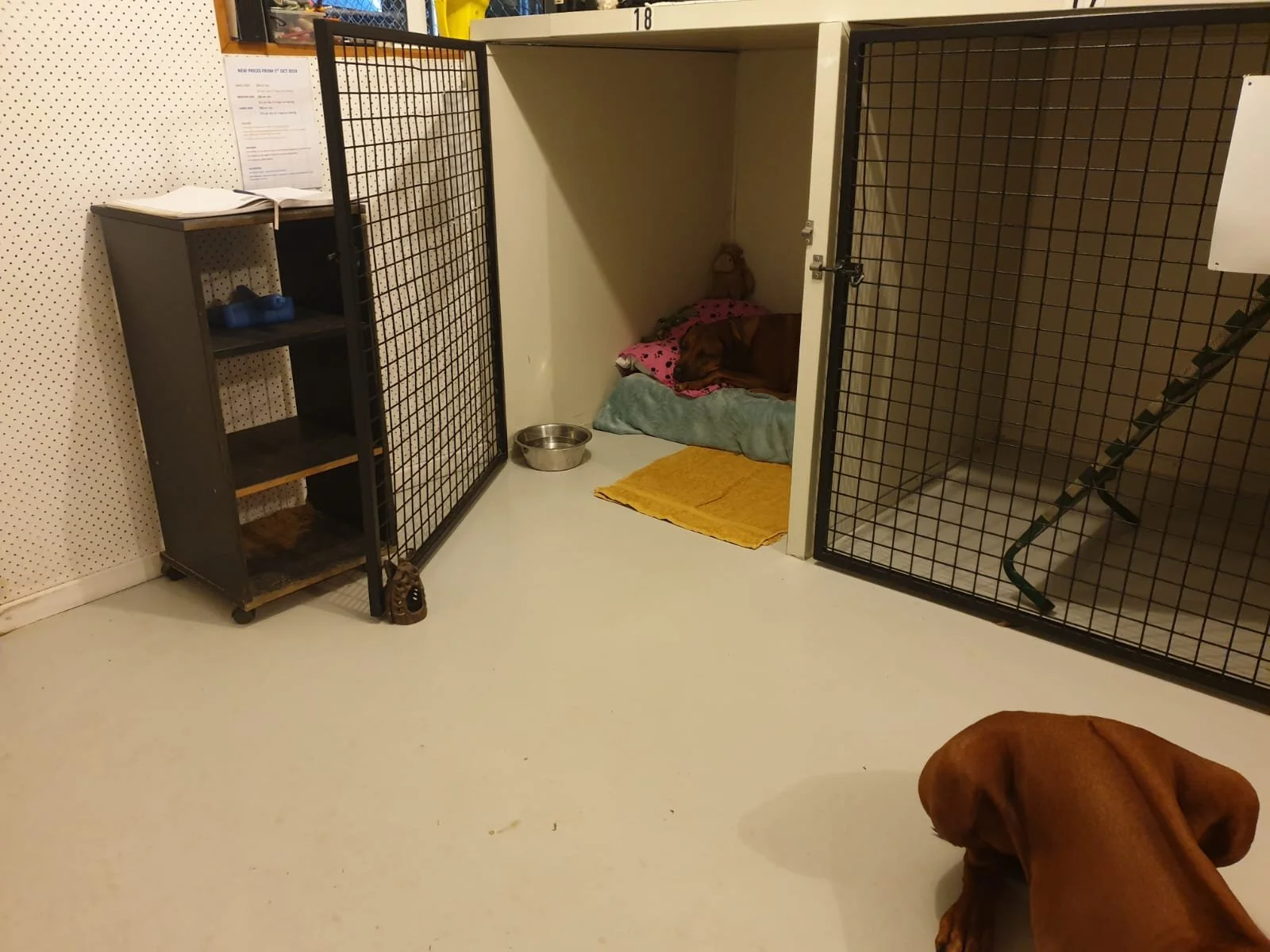 A dog lying on a bed inside a small, enclosed shelter in a shelter or kennel facility.