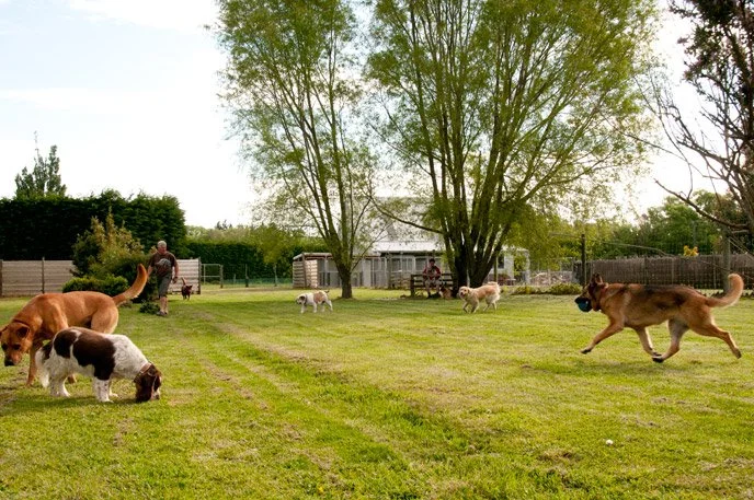 People playing with dogs in a fenced backyard with trees and a small shed.