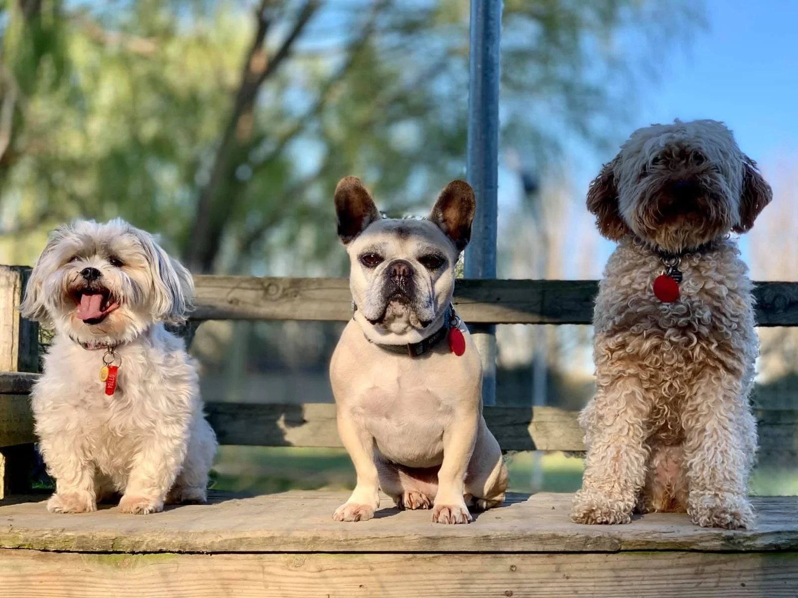 Three dogs sitting on a wooden bench outdoors with trees in the background. The first dog is a small, fluffy, light-colored dog with a happy expression. The middle dog is a French Bulldog with a tan and black face. The third dog is a curly-haired, li