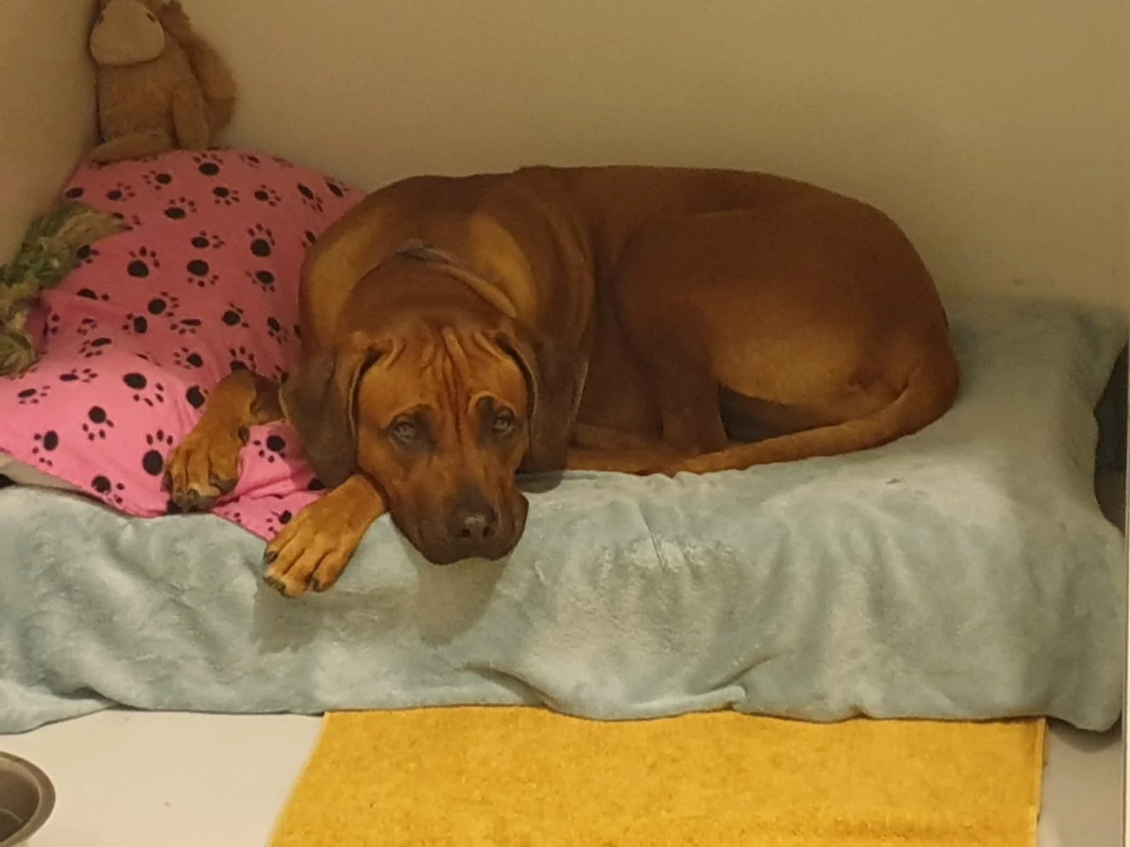 A large brown dog with soulful eyes lying on a bed with a pink paw print pillow and a stuffed animal in the background.
