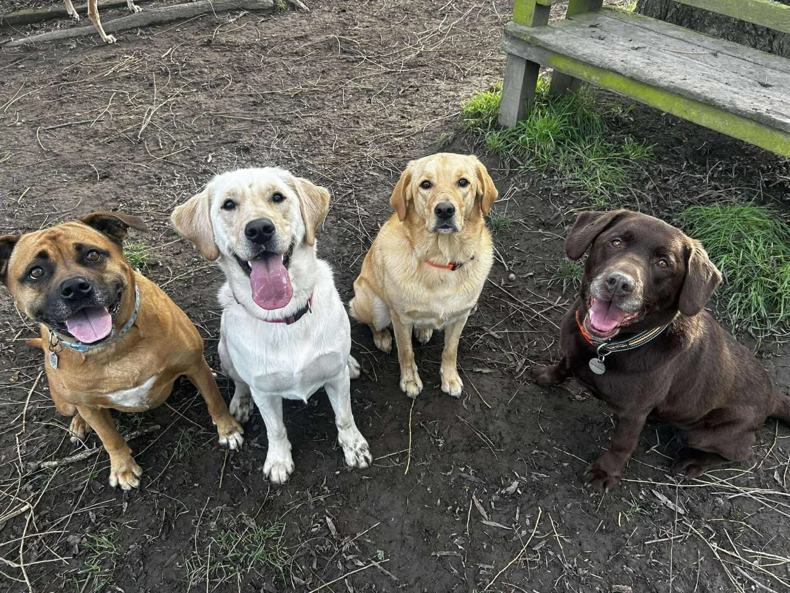 Four dogs sitting on dirt ground outdoors, looking up at the camera, with some grass and a wooden bench in the background.