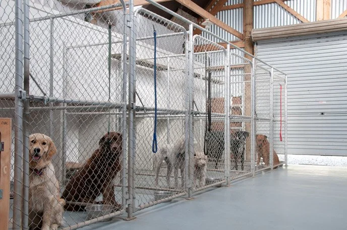 Multiple dogs inside individual metal cages in a kennel or shelter.