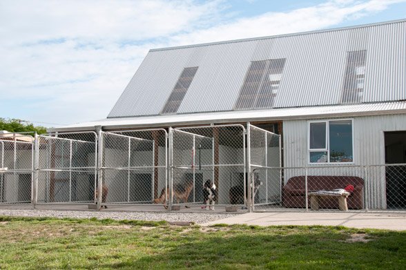 Dog kennels with several dogs inside, adjacent to a building with a metal roof and a red car parked outside.