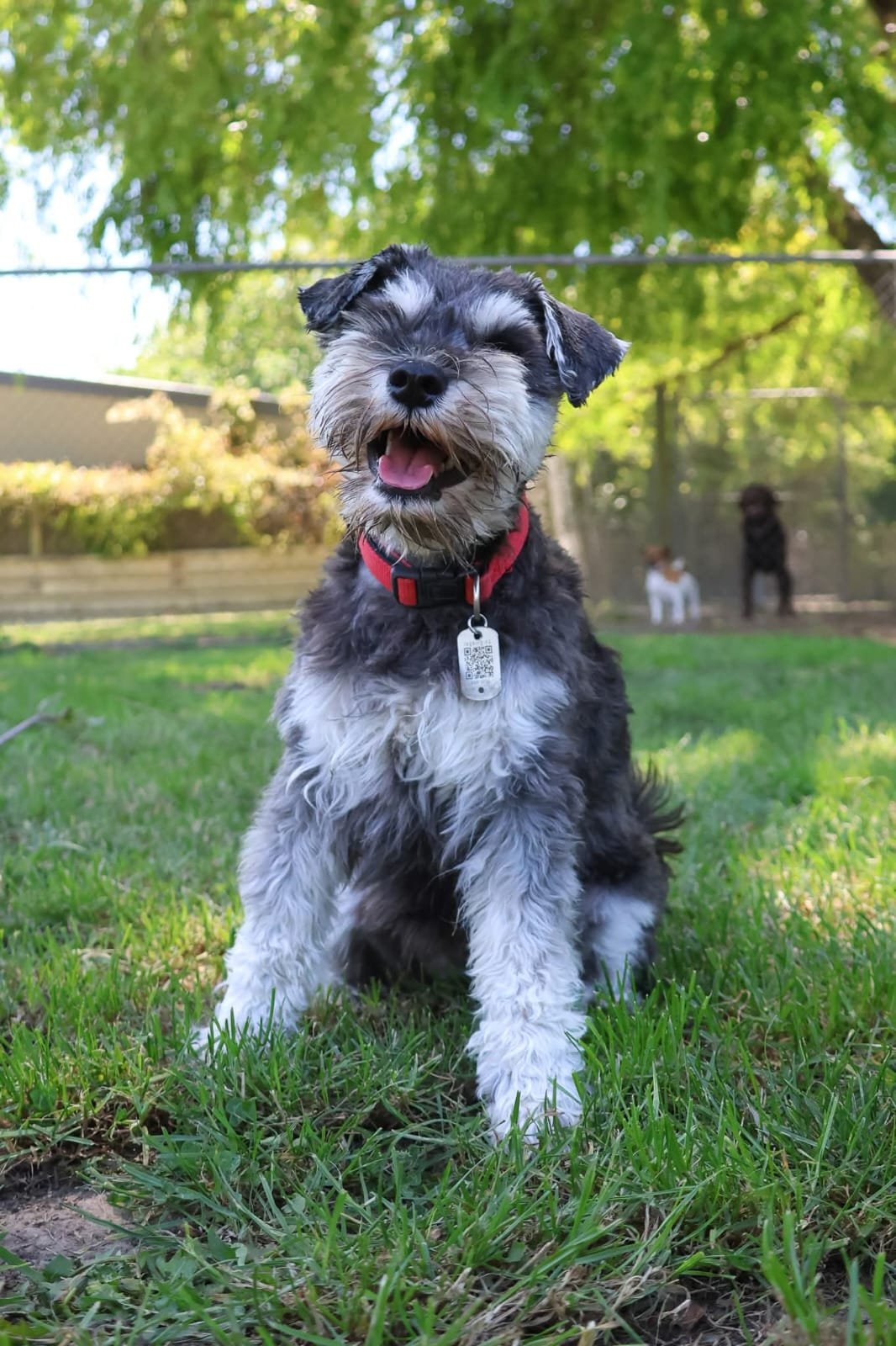 Young Dachshund puppy with black, white, and gray fur, sitting on grass in a park. The puppy is wearing a red collar and has a tag with a QR code. Background features other dogs and a fence, with green trees and sunlight.