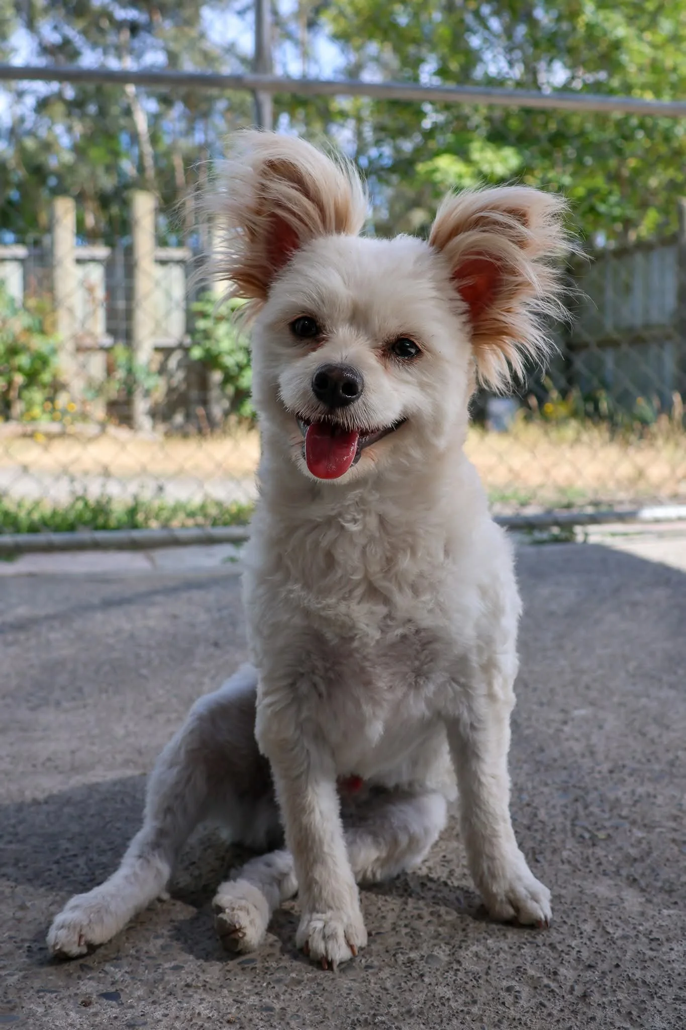 A small white dog with large ears, smiling and sticking out its tongue, sitting outdoors on a concrete surface with a chain-link fence and leafy trees in the background.