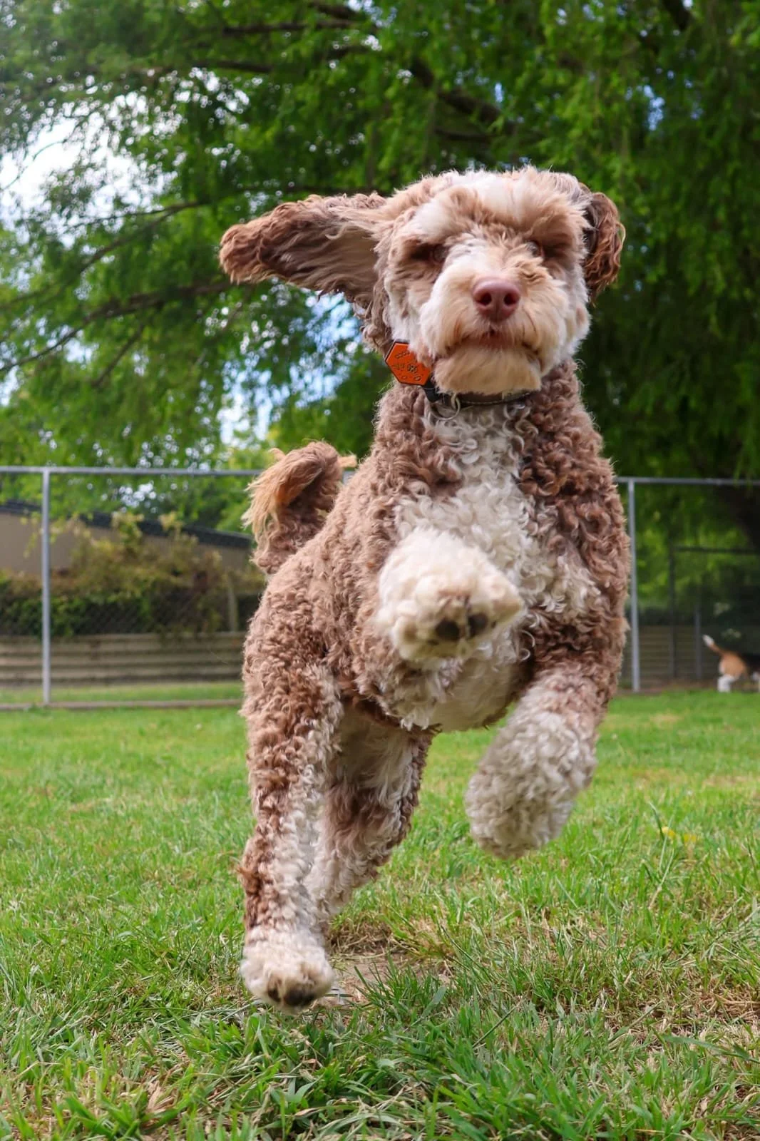A curly-haired dog running in a grassy yard with trees and a fence in the background.
