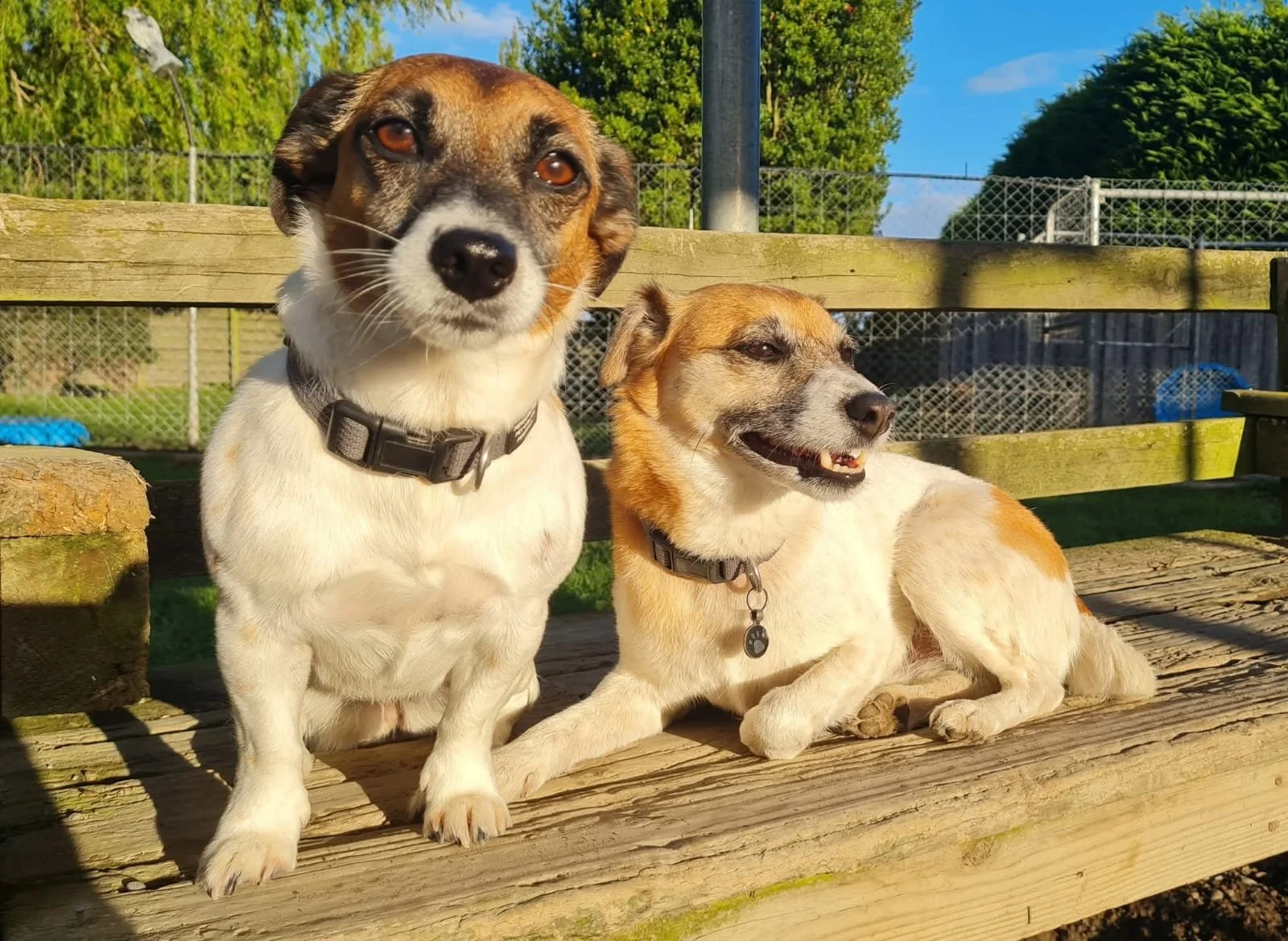 Two small dogs with collars sitting on a wooden surface outdoors in bright sunlight, with a fence and trees in the background.