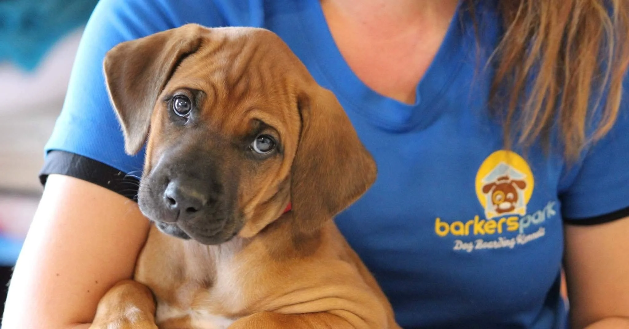 A person holding a brown puppy with droopy eyes, wearing a blue shirt with a logo that reads 'barkers'.