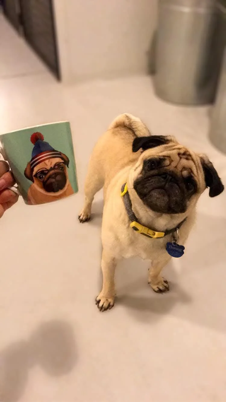 A pug dog with a yellow collar and a blue tag standing on a light-colored floor, looking up at the camera, with a hand holding a mug featuring a cartoon dog wearing a winter hat.
