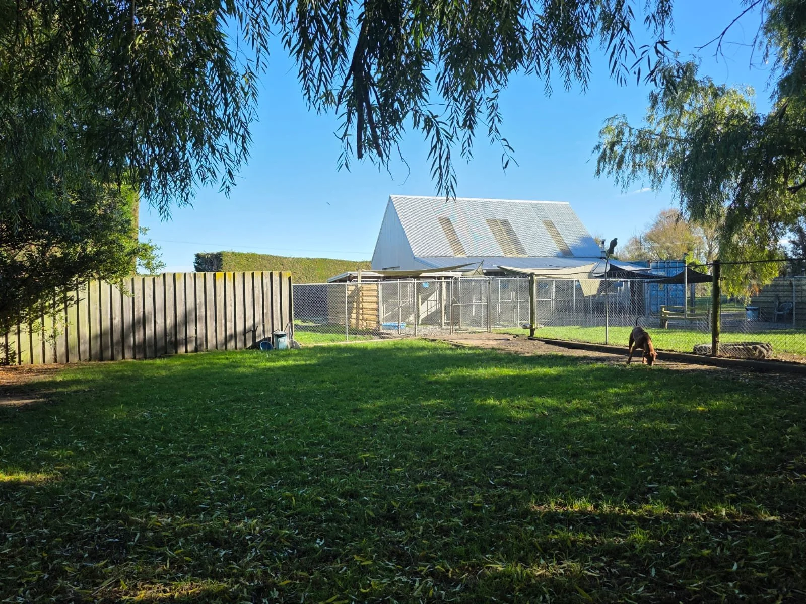 Backyard with green grass, trees, and a fenced dog enclosure with a dog and miscellaneous outdoor items under a clear blue sky.