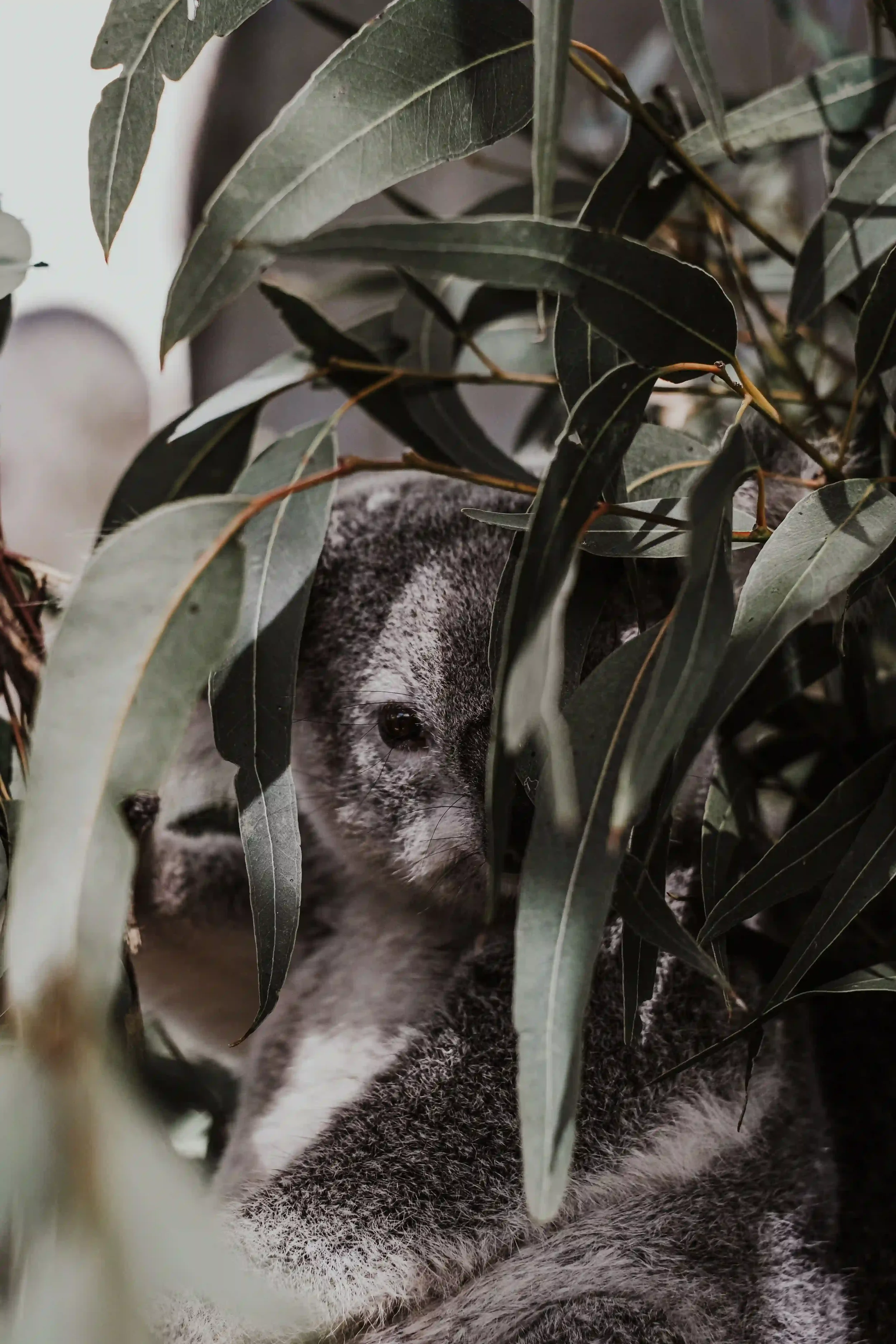 A close-up of a koala partially hidden behind green leafy branches.