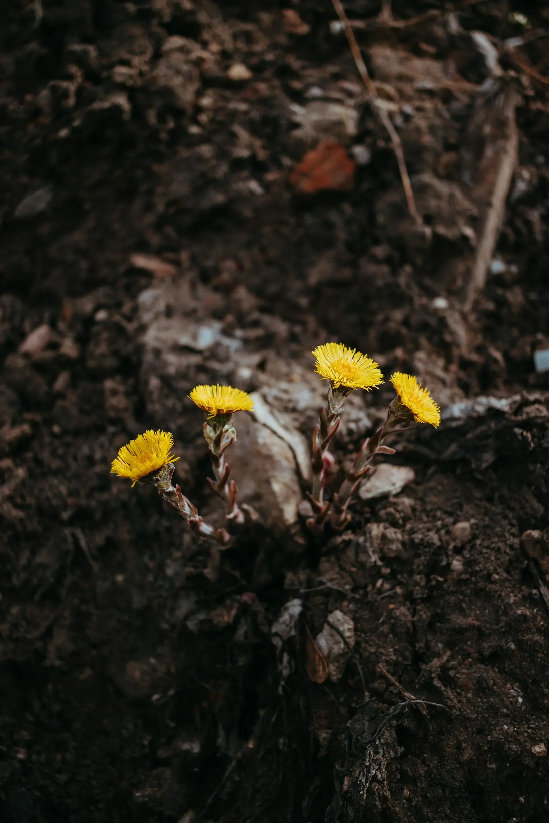 Bright yellow flowers growing in dark, moist soil with small twigs and organic debris.