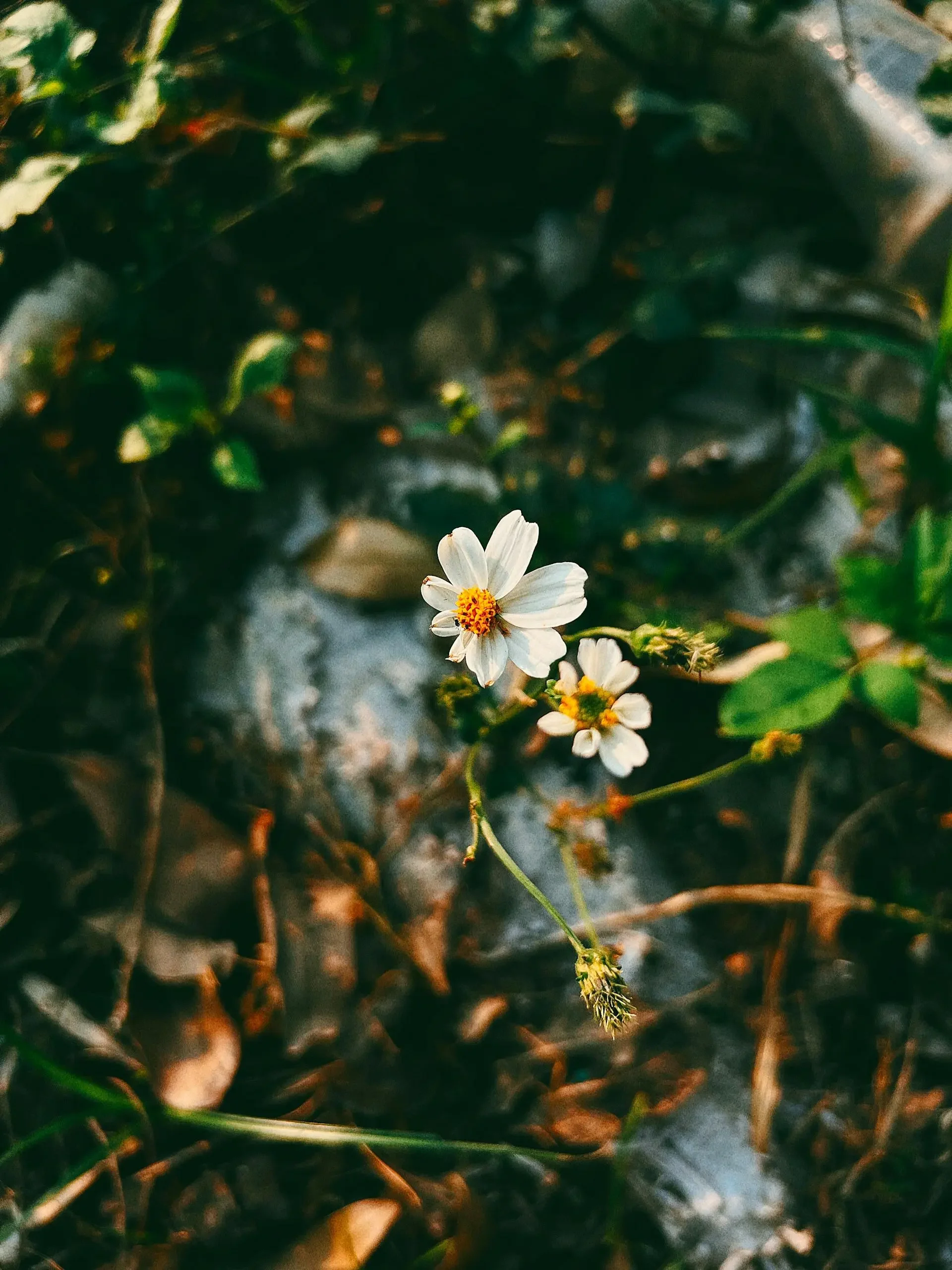 A small white flower with yellow center among green and brown foliage.