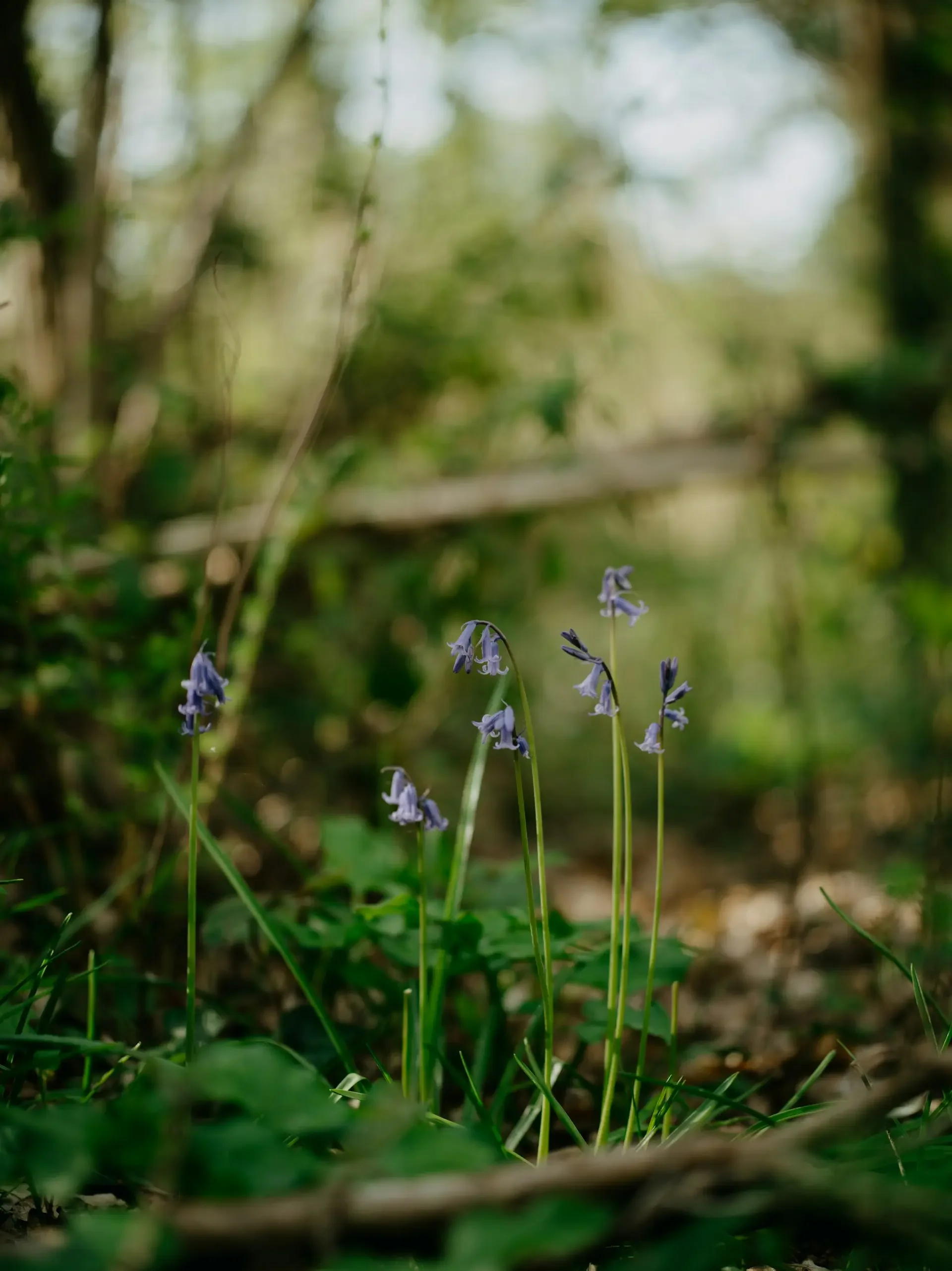 Small purple wildflowers growing amidst green grass and foliage in a forest.