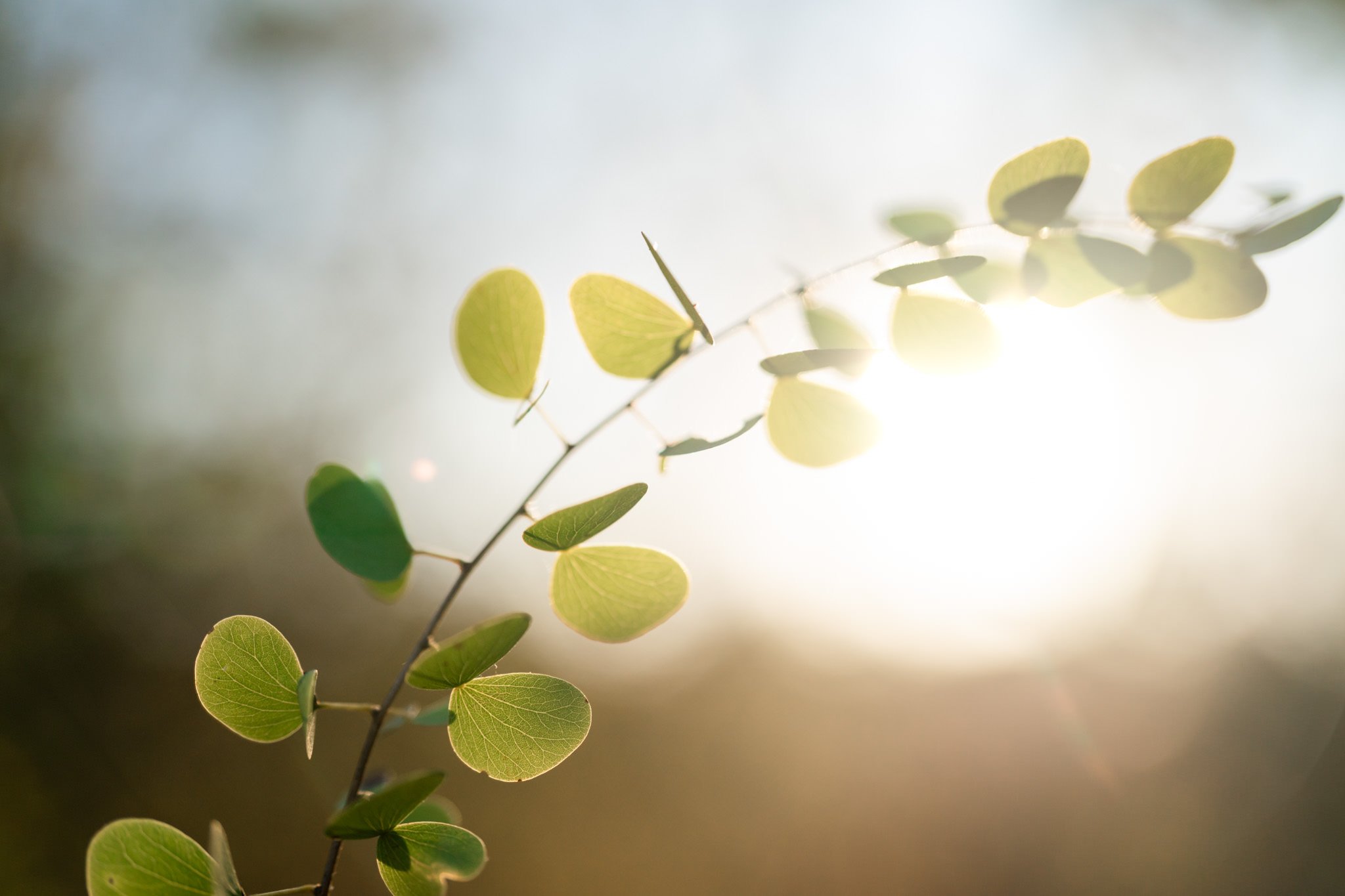 Close-up of a branch with small, round green leaves against a bright, blurred background.
