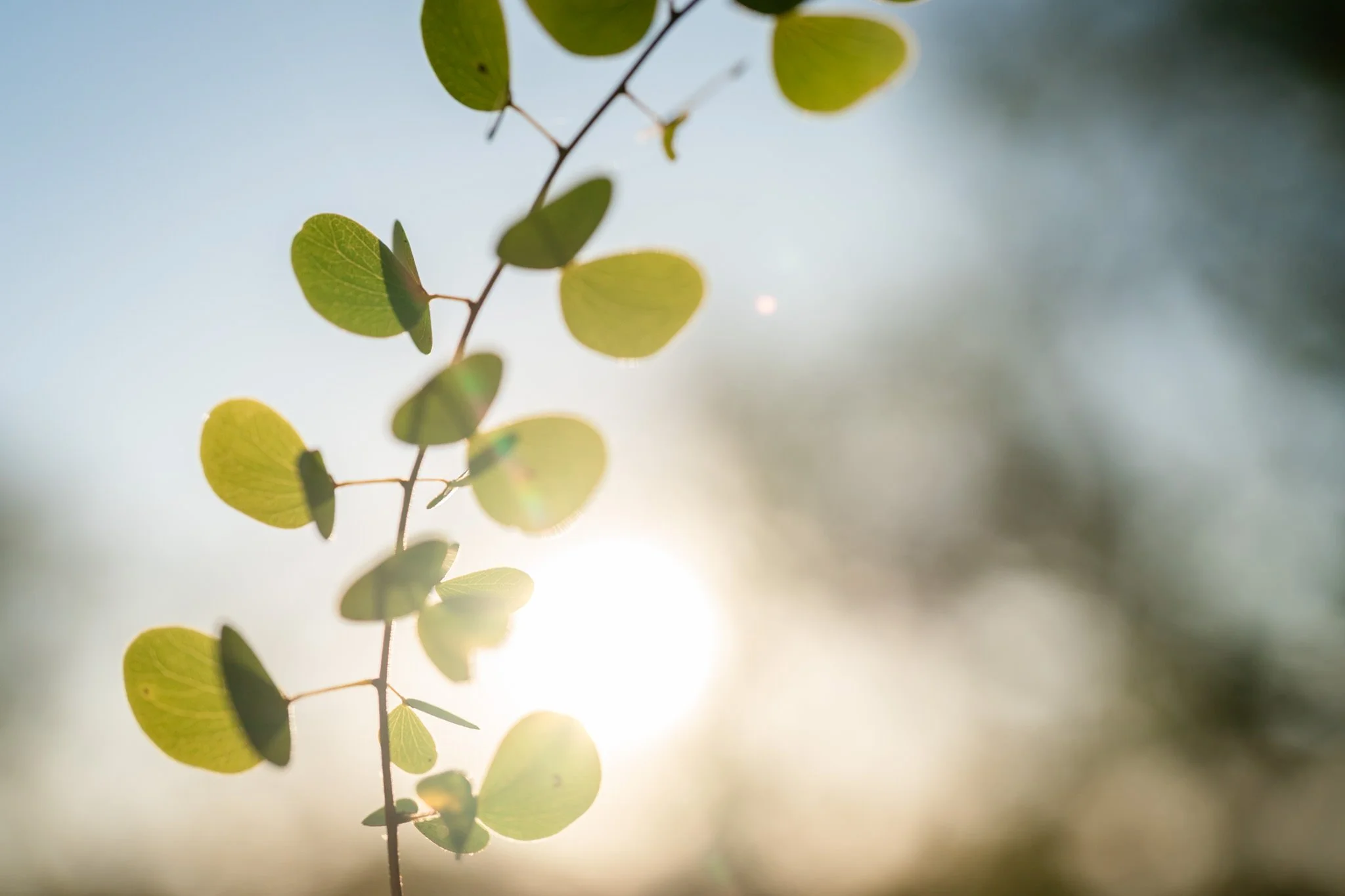 Close-up of green leaves on a branch with sunlight shining through, creating a soft glow.