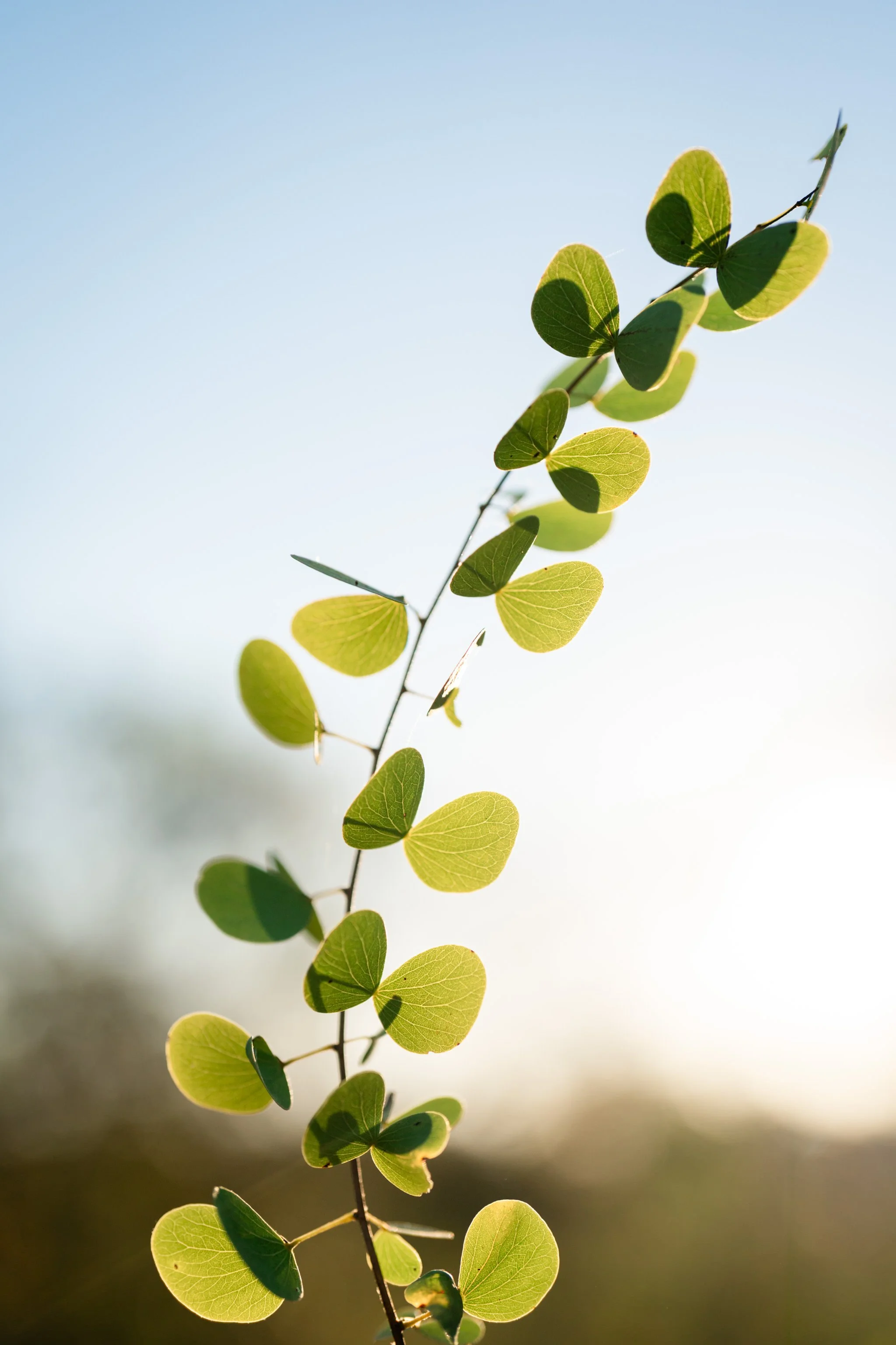 A close-up of a branch with small green, round leaves. The background is blurred with a gradient of blue and dark shades, with sunlight casting shadows on some leaves.