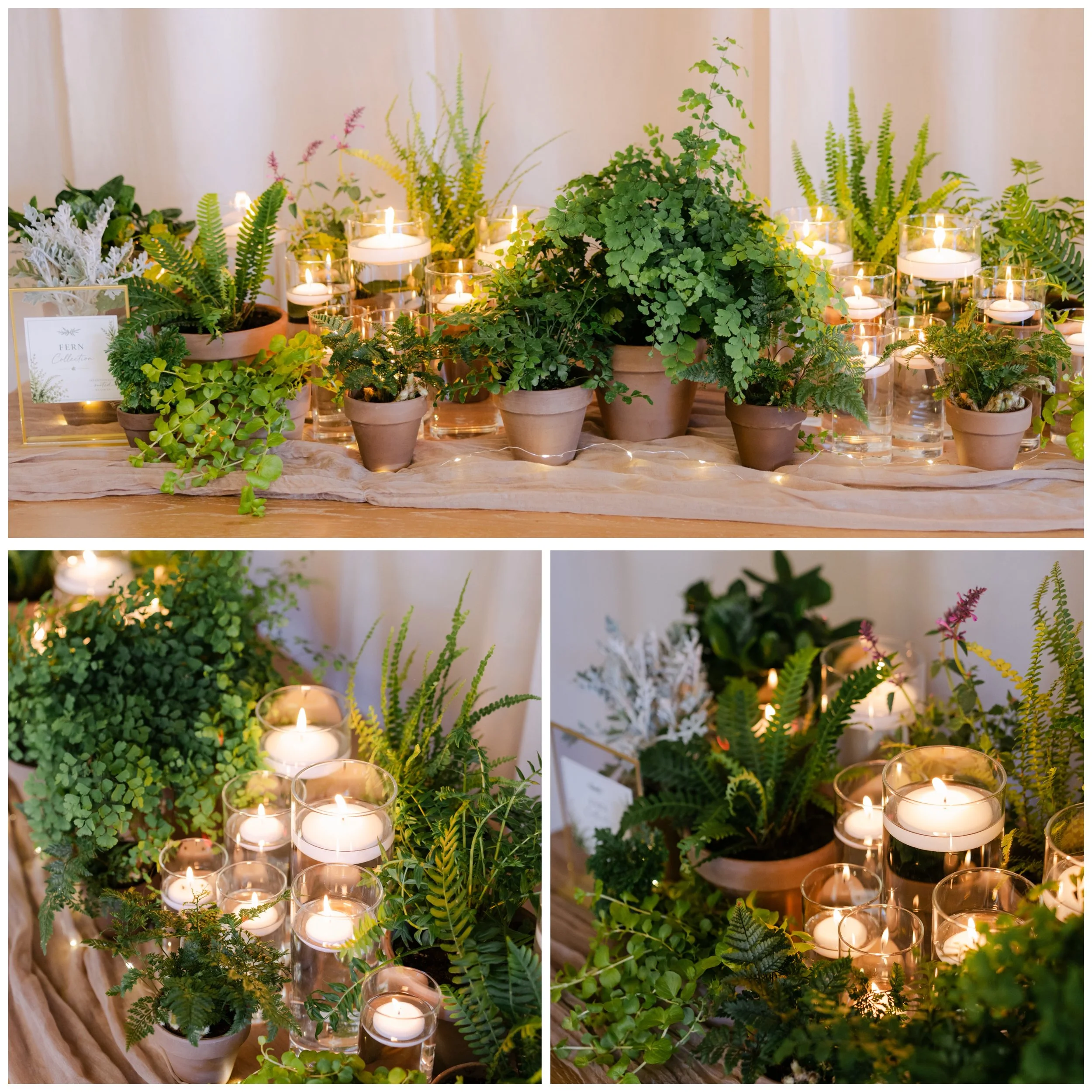 Fern Collection