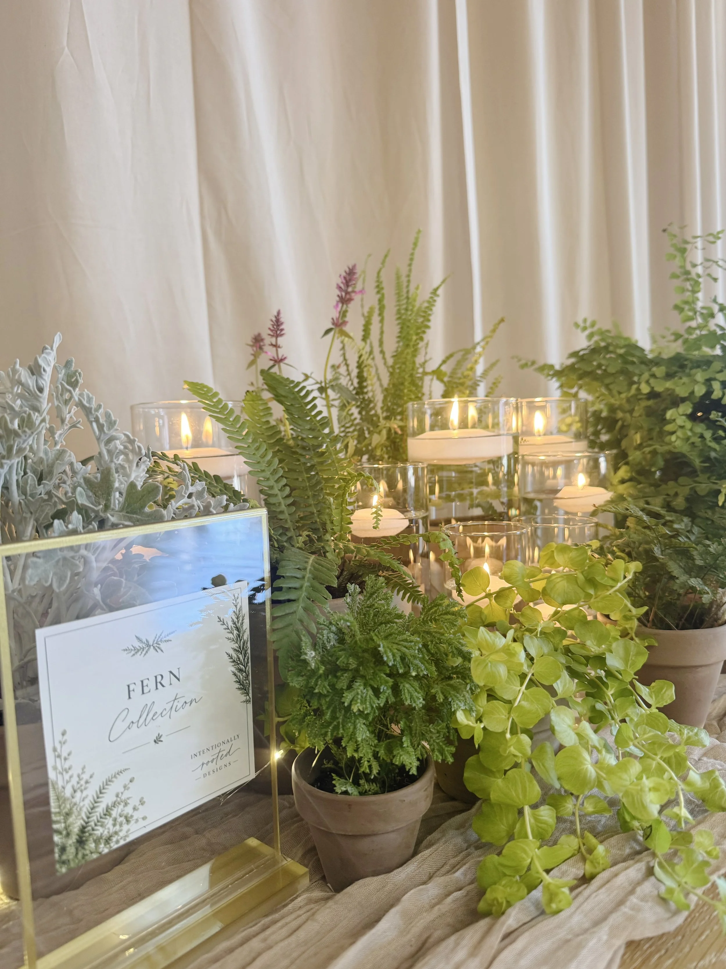 Fern Collection (2).jpeg
