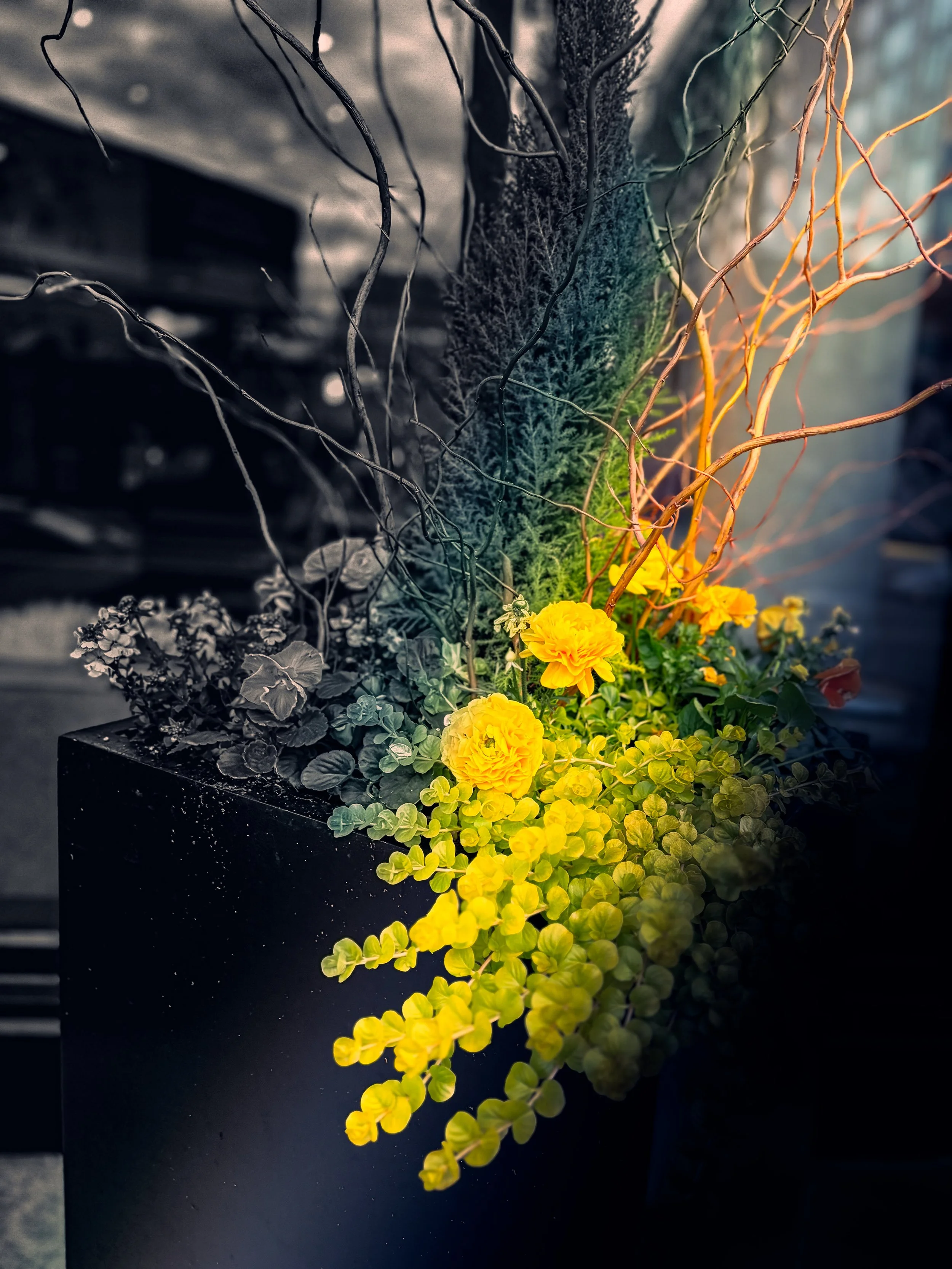 Singular Bloom