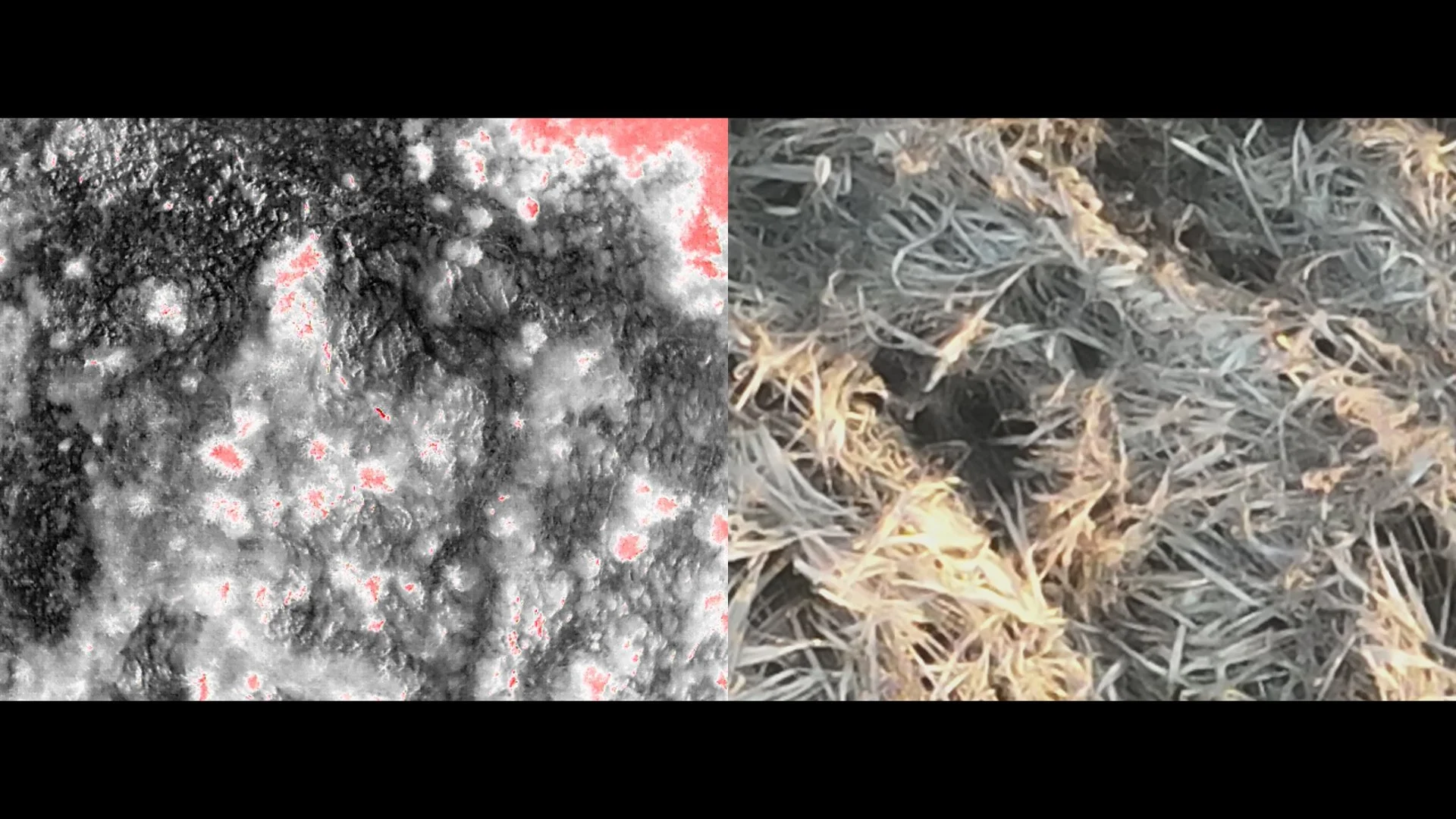 狩猟見学・フィールド体験イベント（インバウンド対応）