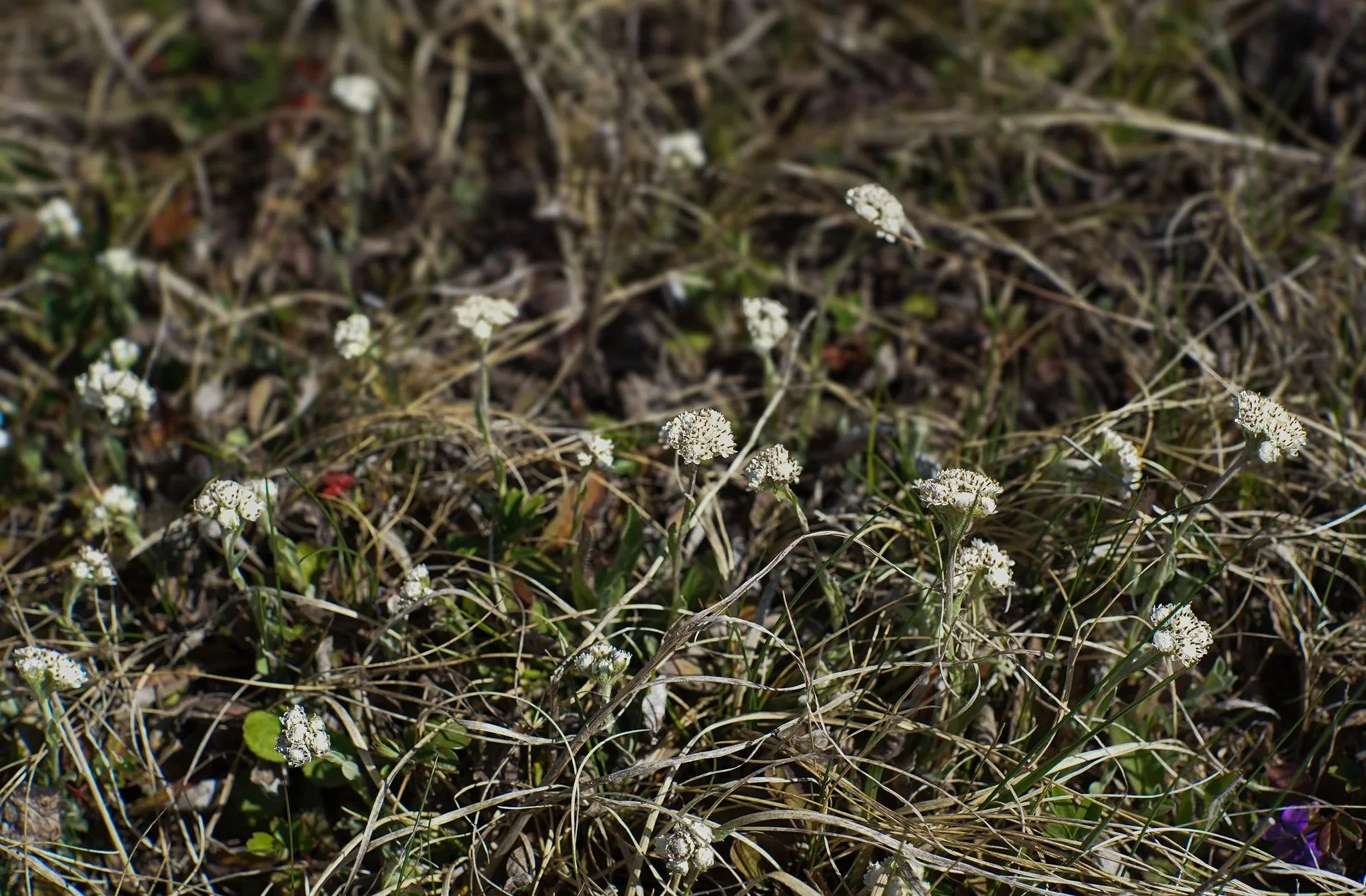 Field Pussytoes (Antennaria Neglecta)