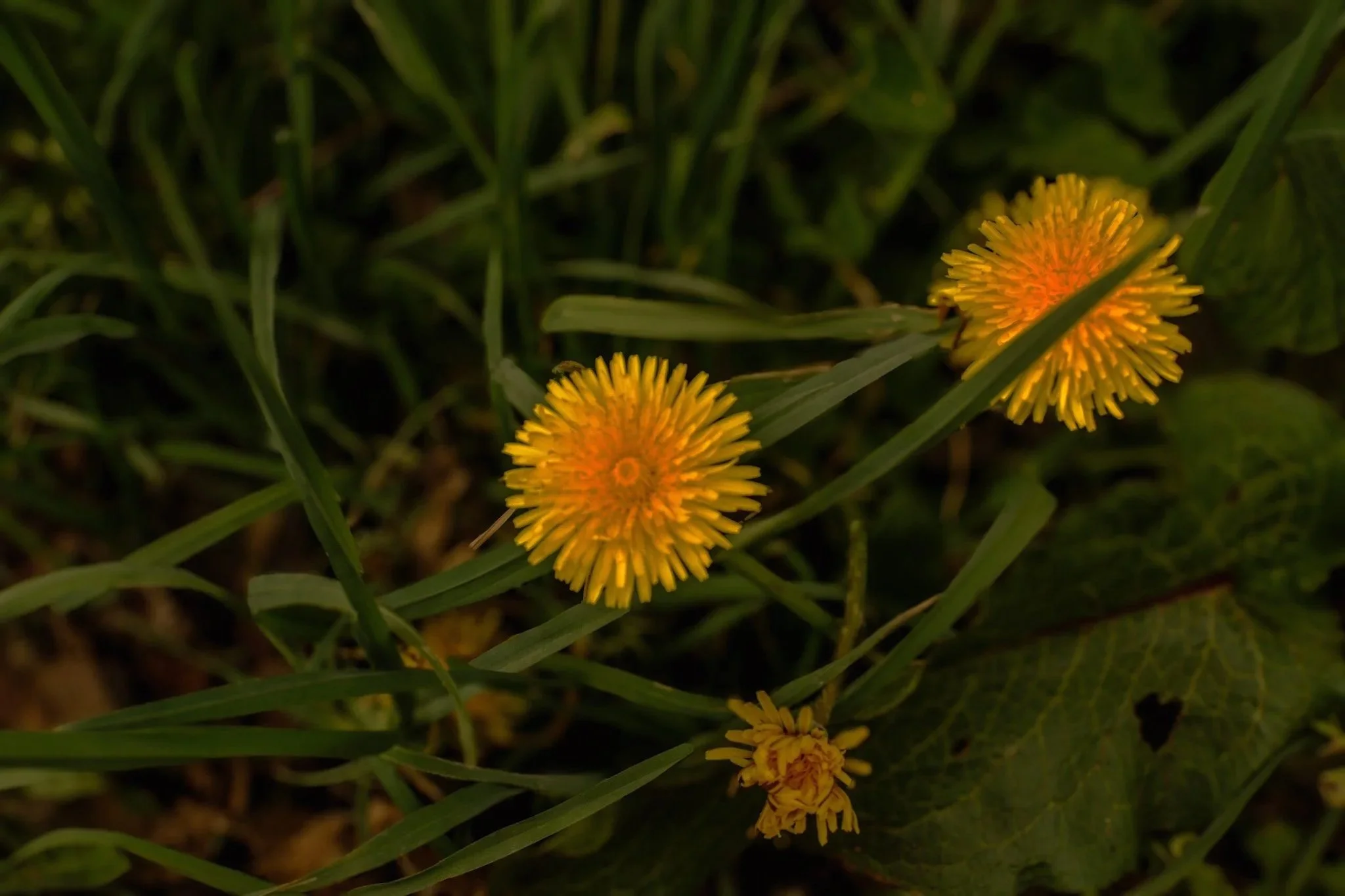 Common Dandelion (Taraxacum officinale)

Brought to North America for food and medicine in the 1600's, this Eurasian flower has since been naturalized across every continent except Antarctica. It offers medicinal benefits as well as a vital food sour