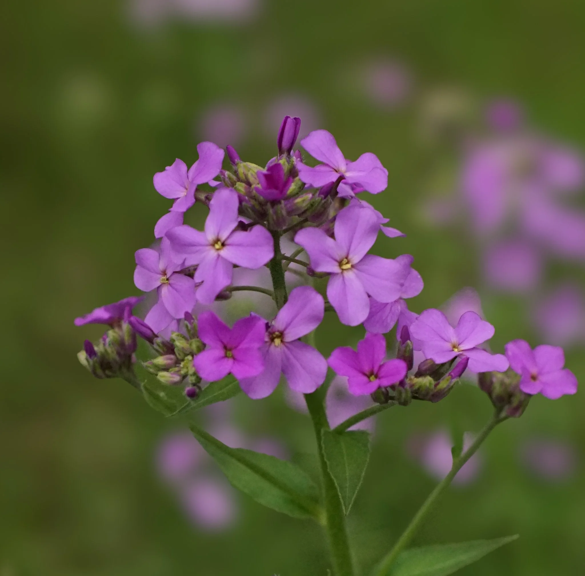 Purple Garden Phlox (Phlox Paniculata)  One of the  phlox species native to Southwest Virginia. It has been historically used as a blood purifier and treatment for skin conditions. Mid-spring-Early Fall | Central and eastern U.S.
