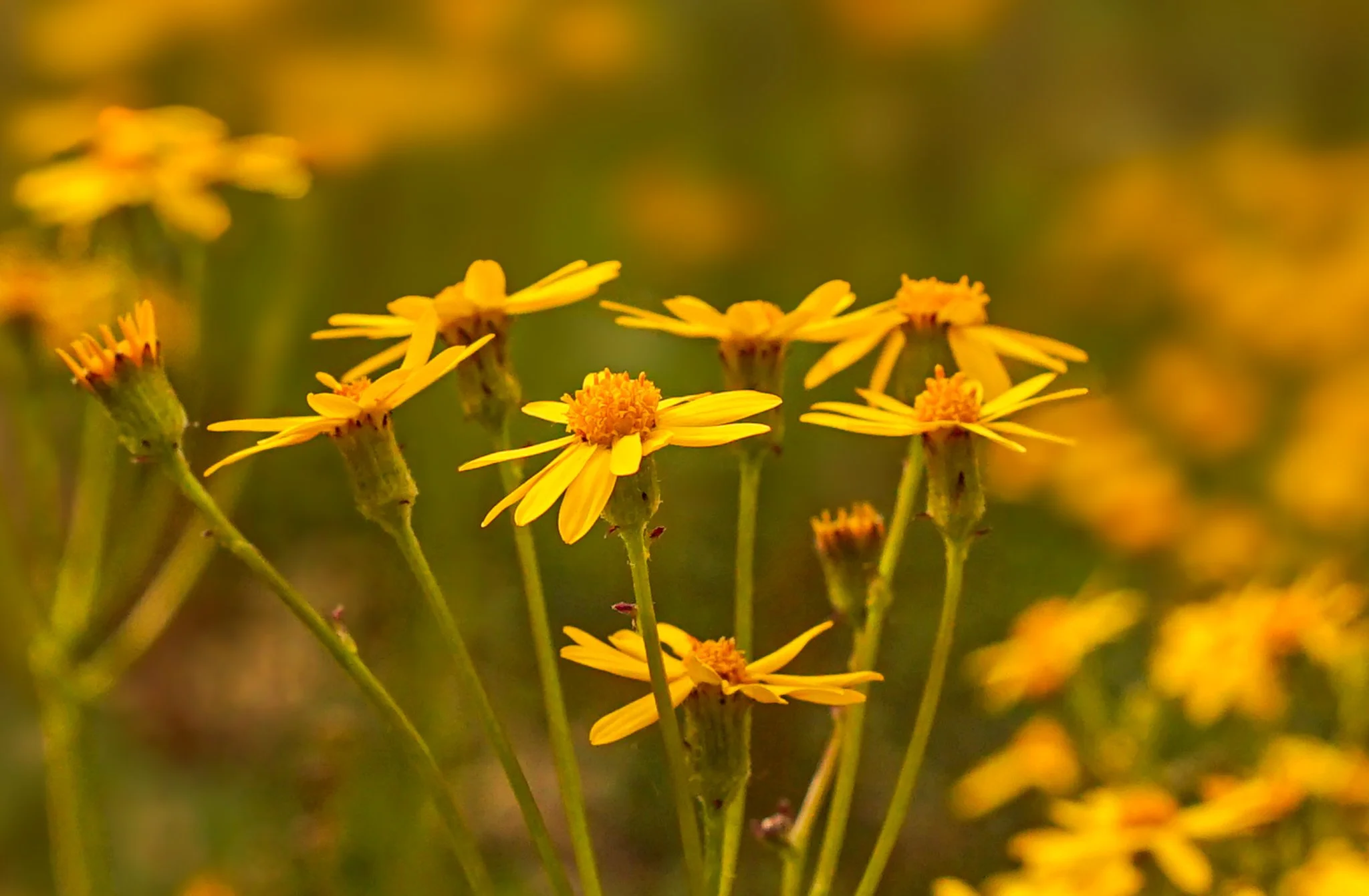 Golden Ragwort (Packera Aurea) 
This flower grows in xanthic swathes across the banks of Southwest Virginia; offering no medicinal purposes, this flowers purpose lies in its beauty and ecology. April-Early May  | Eastern North America