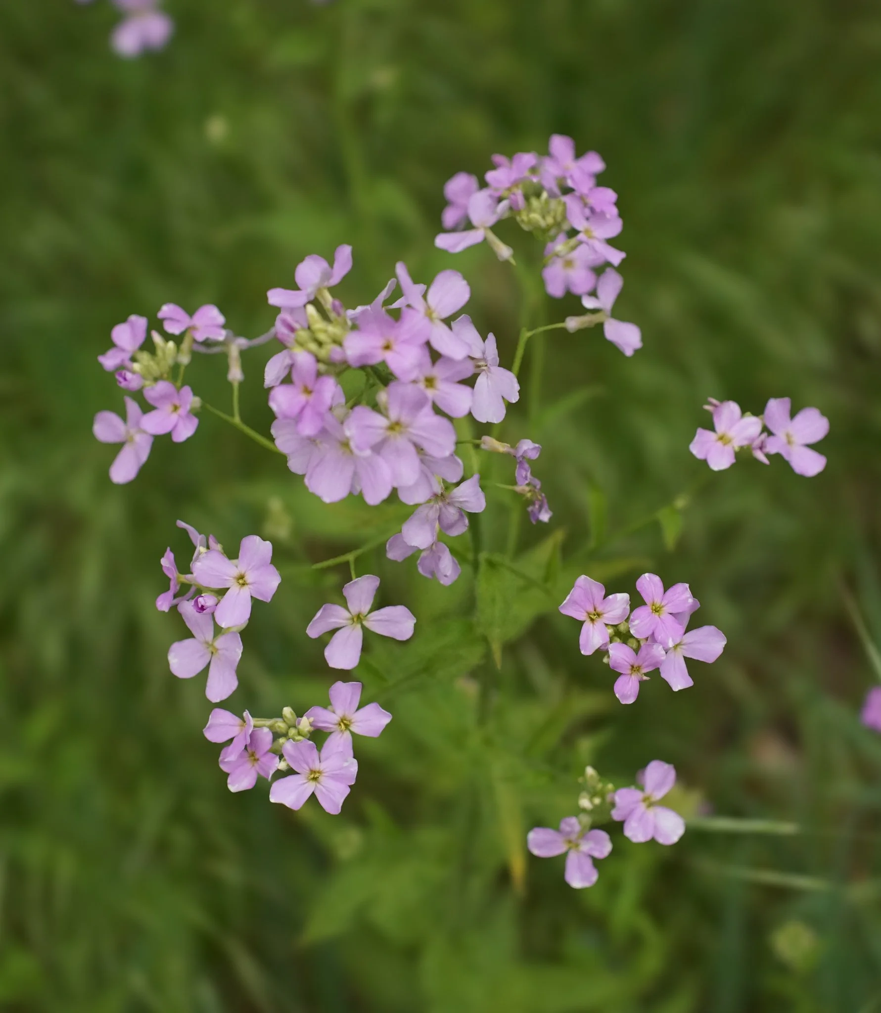 Purple Garden Phlox (Phlox Paniculata)  One of the  phlox species native to Southwest Virginia. It has been historically used as a blood purifier and treatment for skin conditions. Mid-spring-Early Fall | Central and eastern U.S.