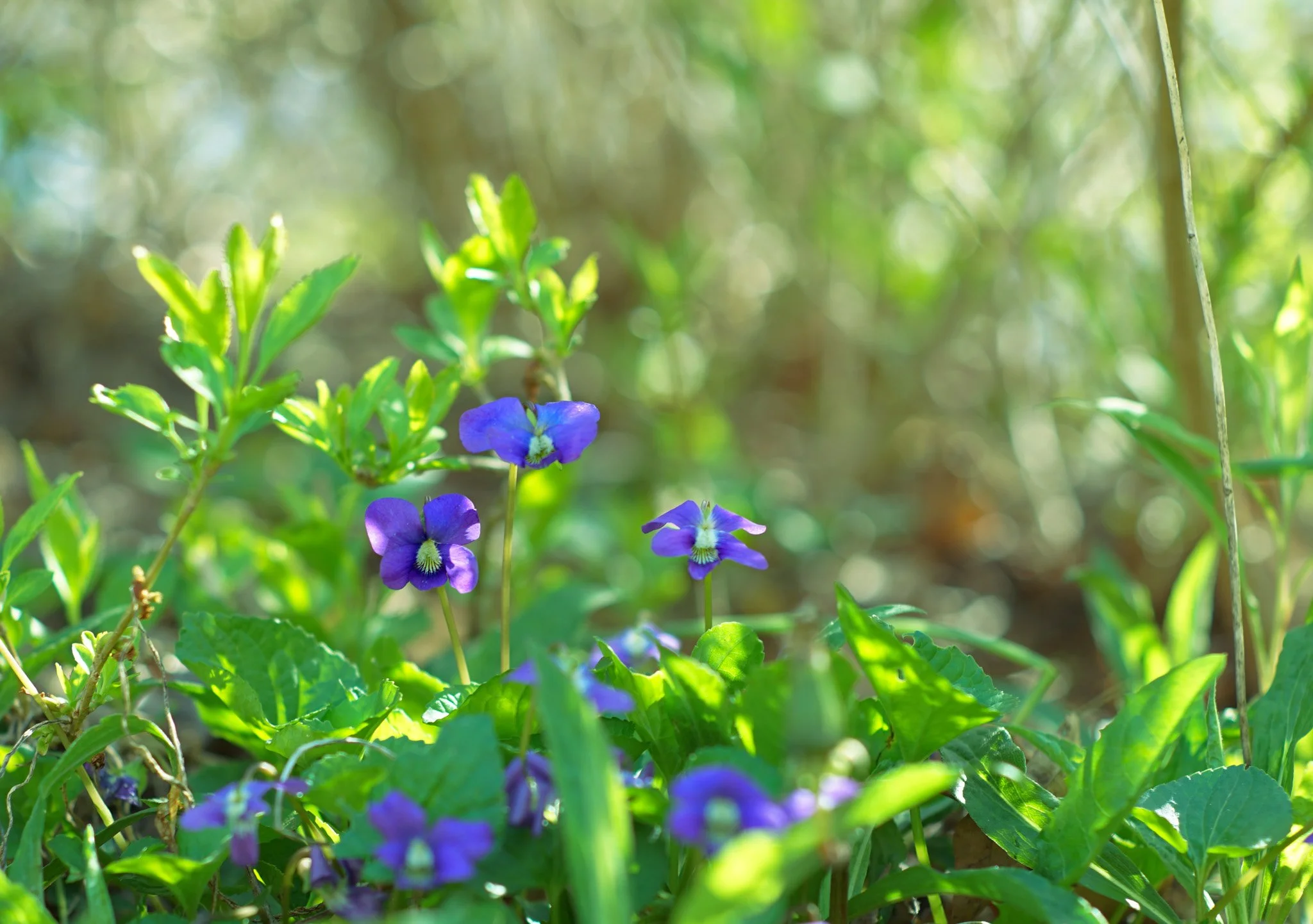 Common Blue Violet (Viola Sororia)