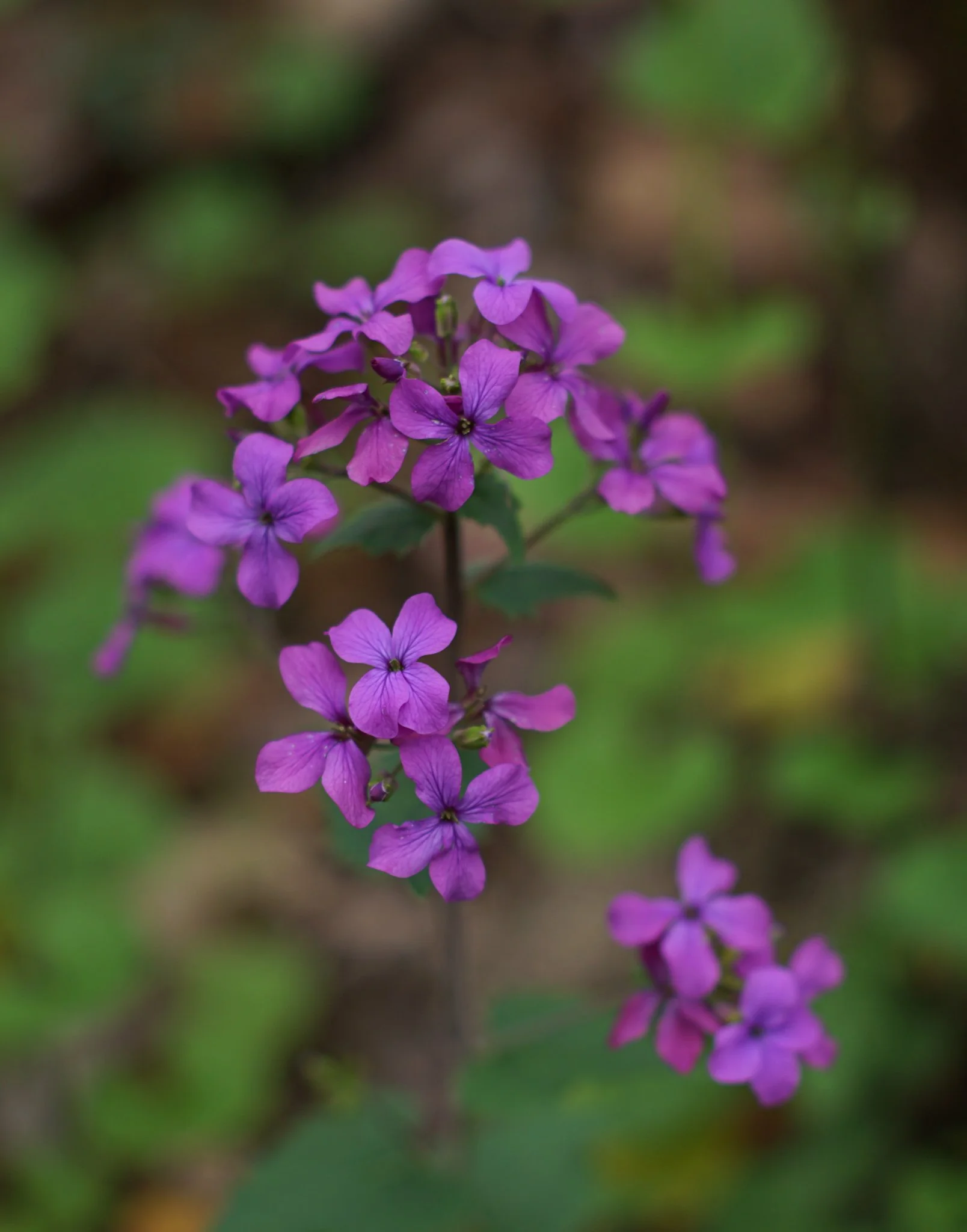 Purple Garden Phlox (Phlox Paniculata)  One of the  phlox species native to Southwest Virginia. It has been historically used as a blood purifier and treatment for skin conditions. Mid-spring-Early Fall | Central and eastern U.S.